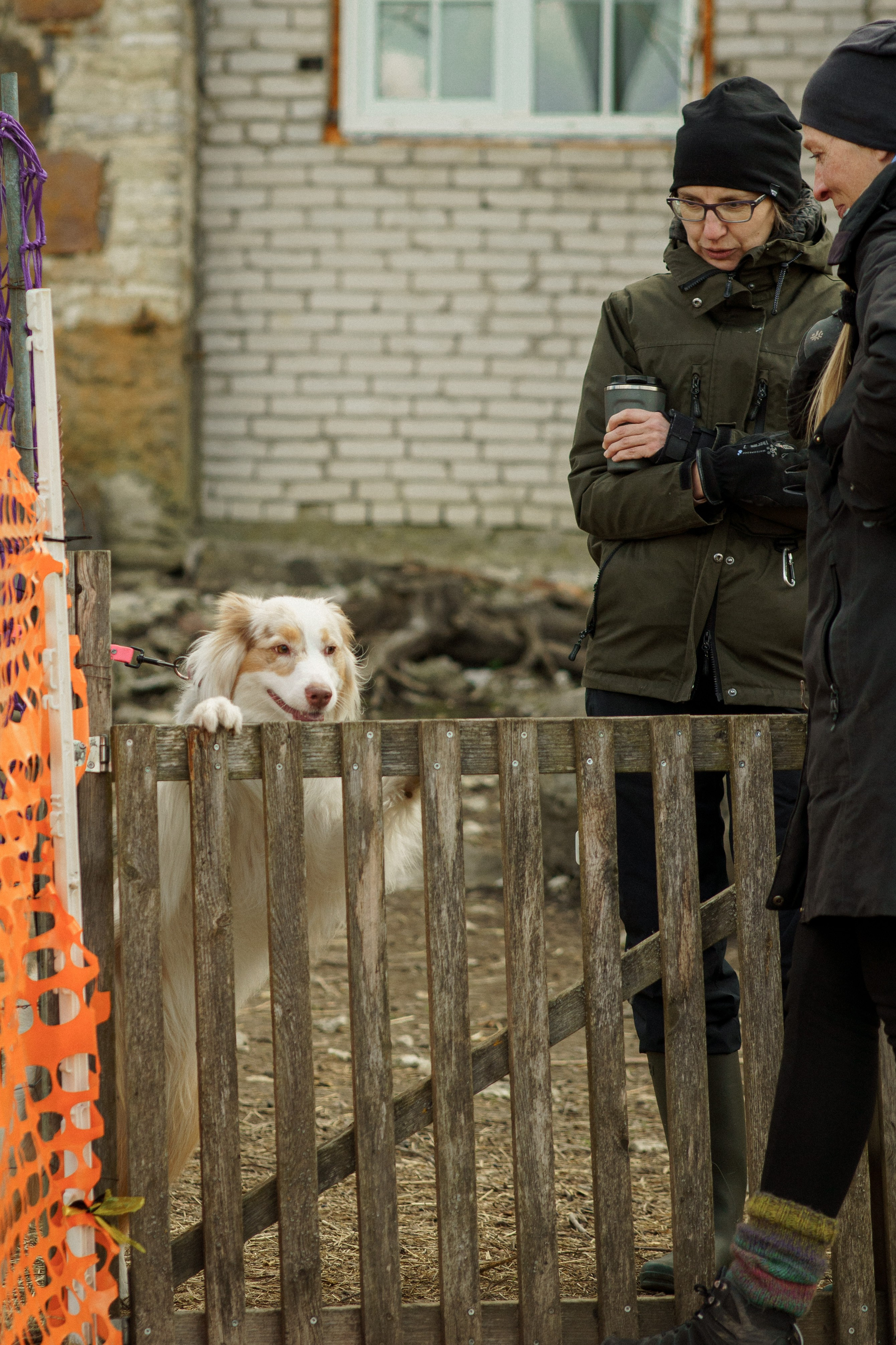Herding Days, 26 apr. 2025. Kat Laisaar — Pet photographer in Tallinn