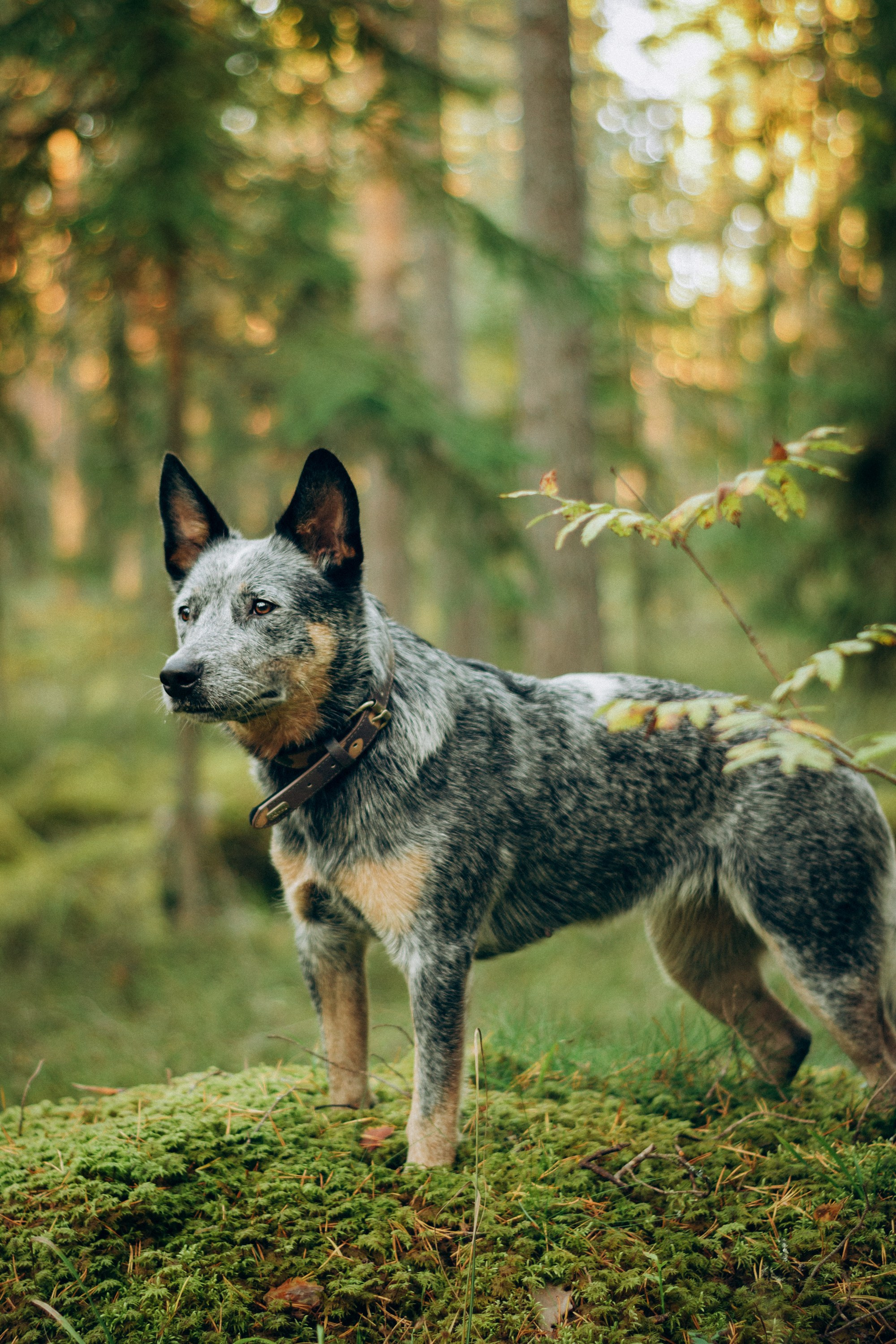 Polina and her Dakota, Blue Heeler. Kat Laisaar — Pet photographer in Tallinn