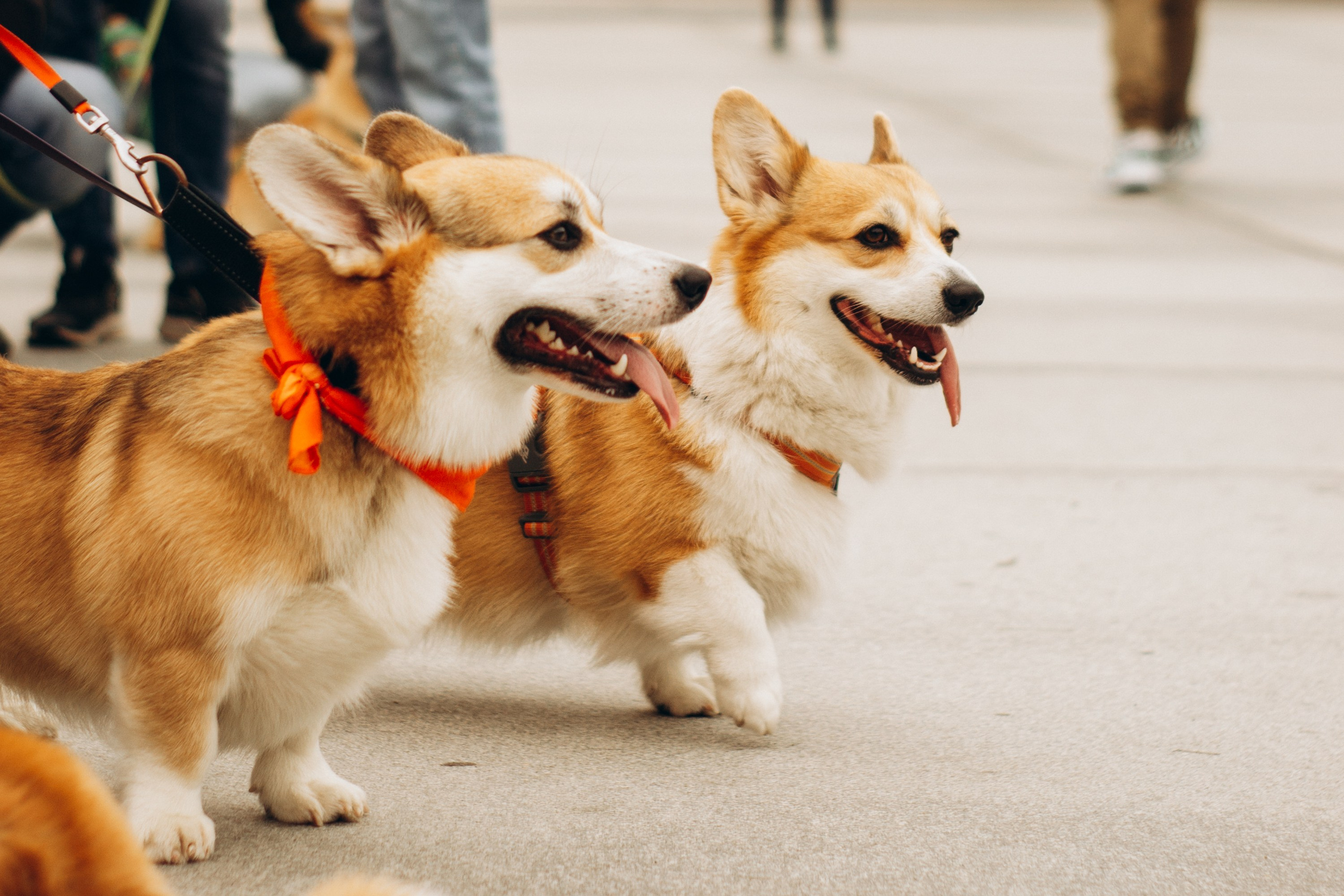 Corgi party, september. Kat Laisaar — Pet photographer in Tallinn