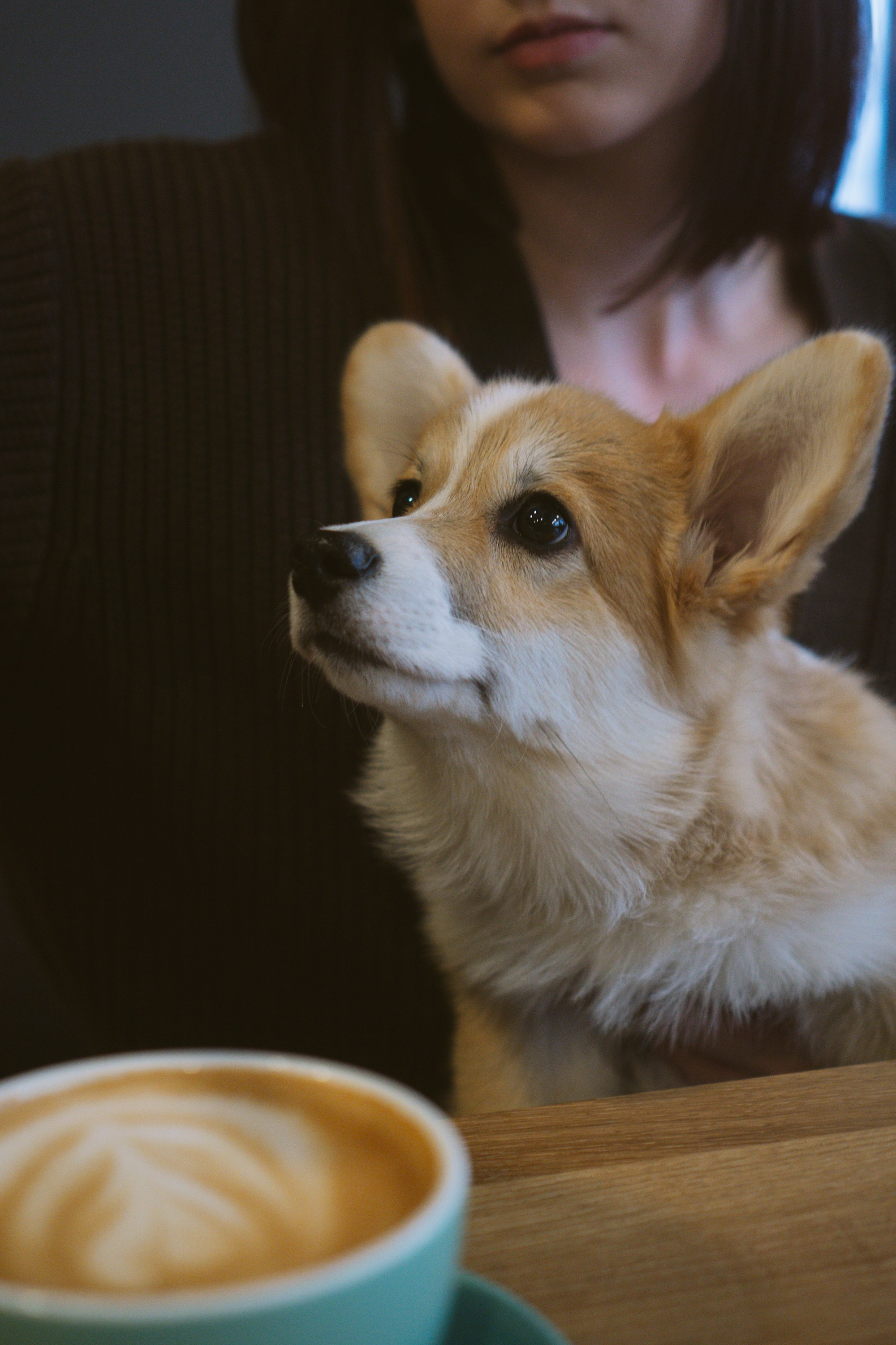 Anastasia and her Ada, Pembroke Welsh Corgi. Kat Laisaar — Pet photographer in Tallinn