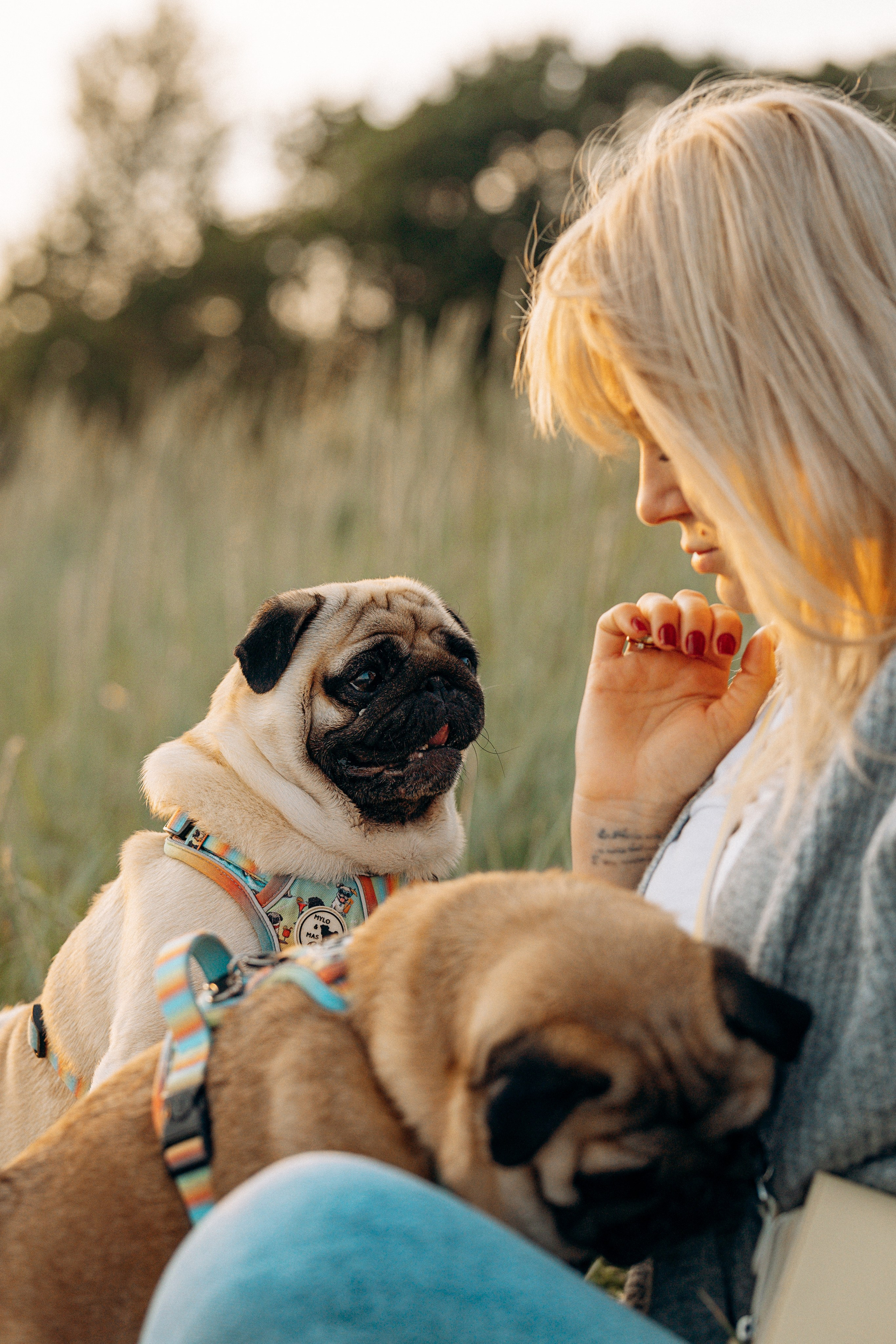 Frank, Tony, Katerina & Lev. Kat Laisaar — Pet photographer in Tallinn