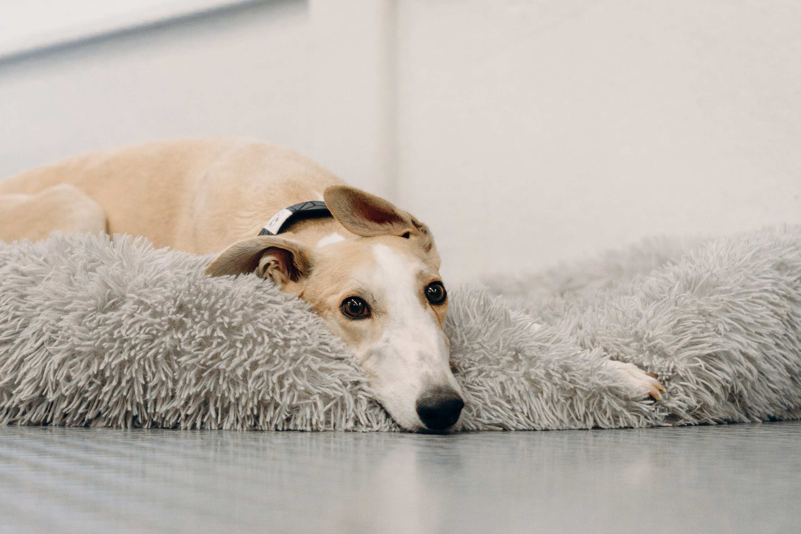 GalgoTreff / PetCity Rannamõisa, 13 apr. 2025. Kat Laisaar — Pet photographer in Tallinn