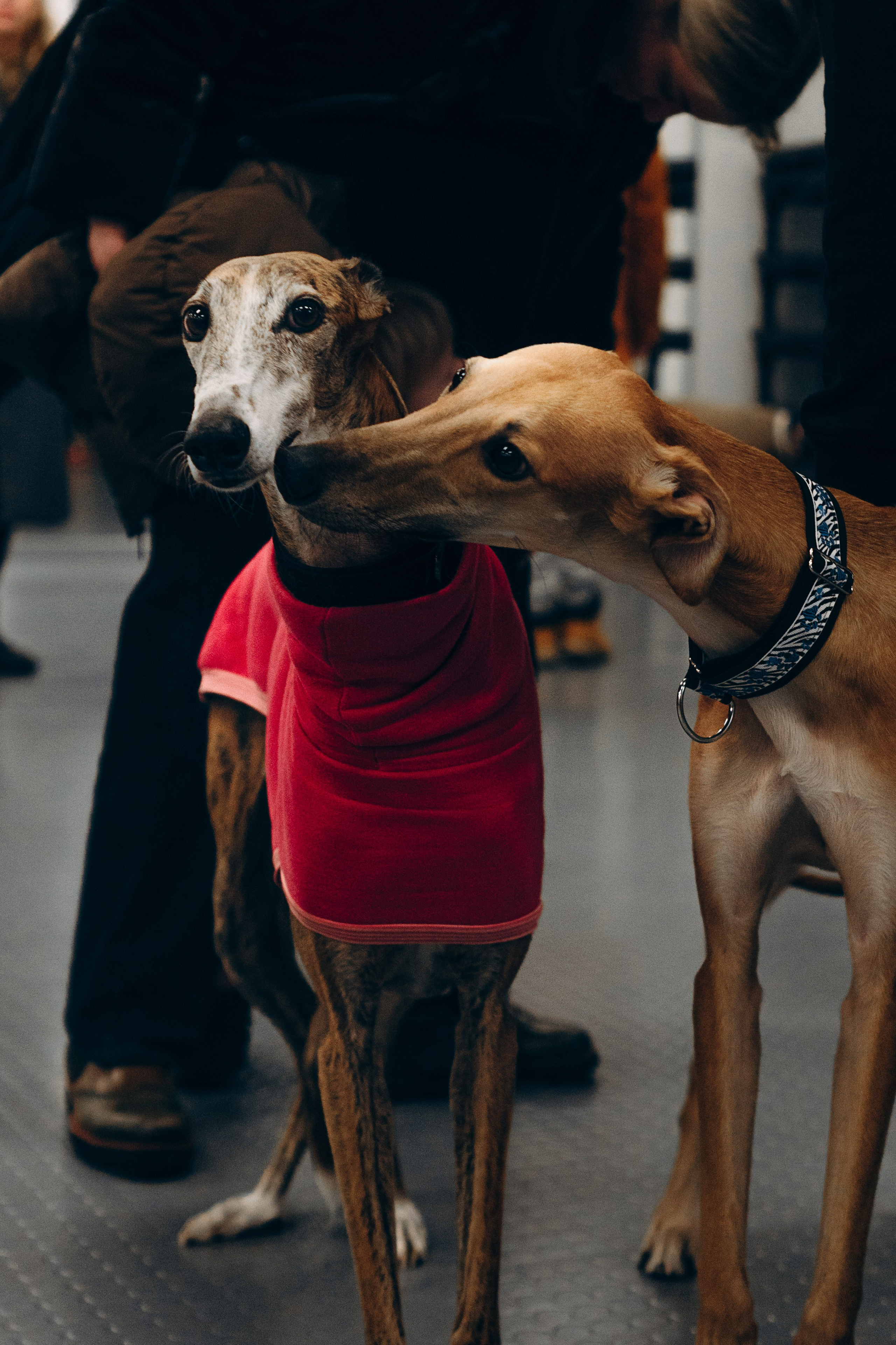 Galgotreff, 9 feb. 2025. Kat Laisaar — Pet photographer in Tallinn