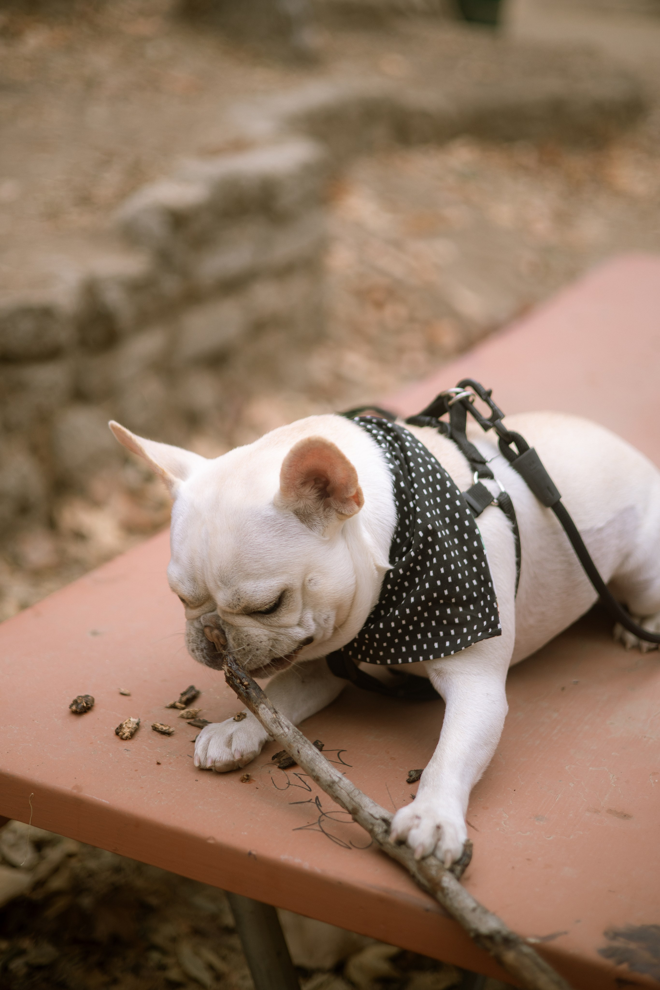 Alie & Asiago. Photographer in Los Angeles. Julia Ishmuratova