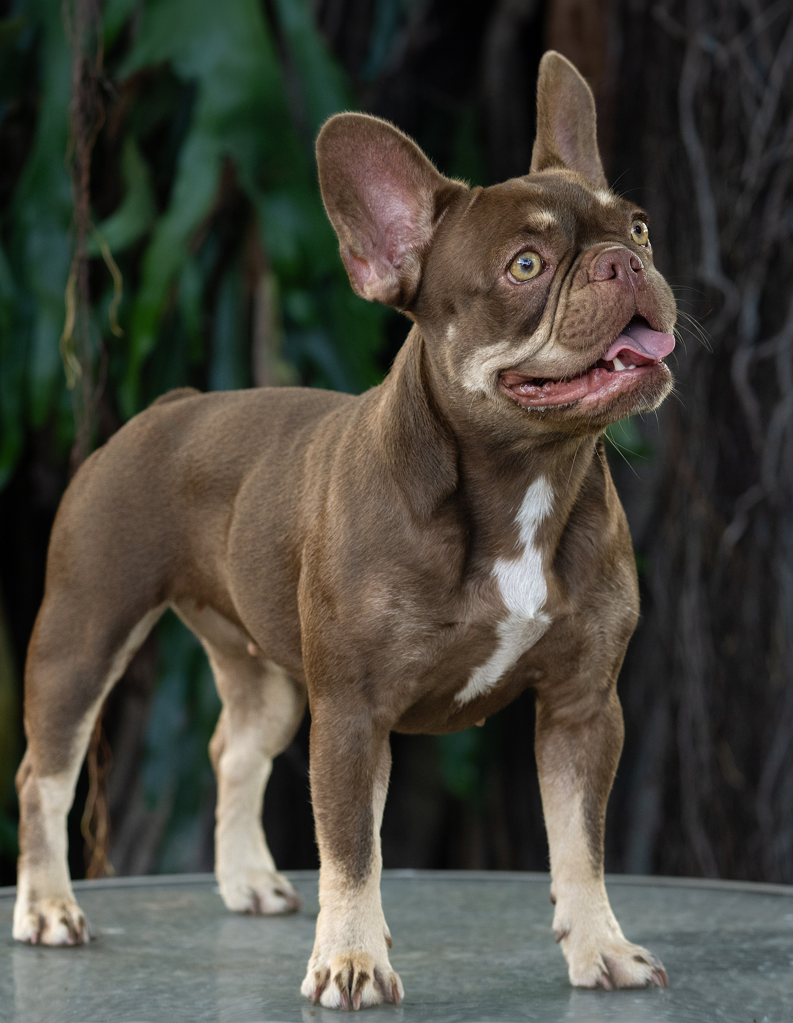 French Bulldogs. Katerina Royter Pet Photographer North Florida
