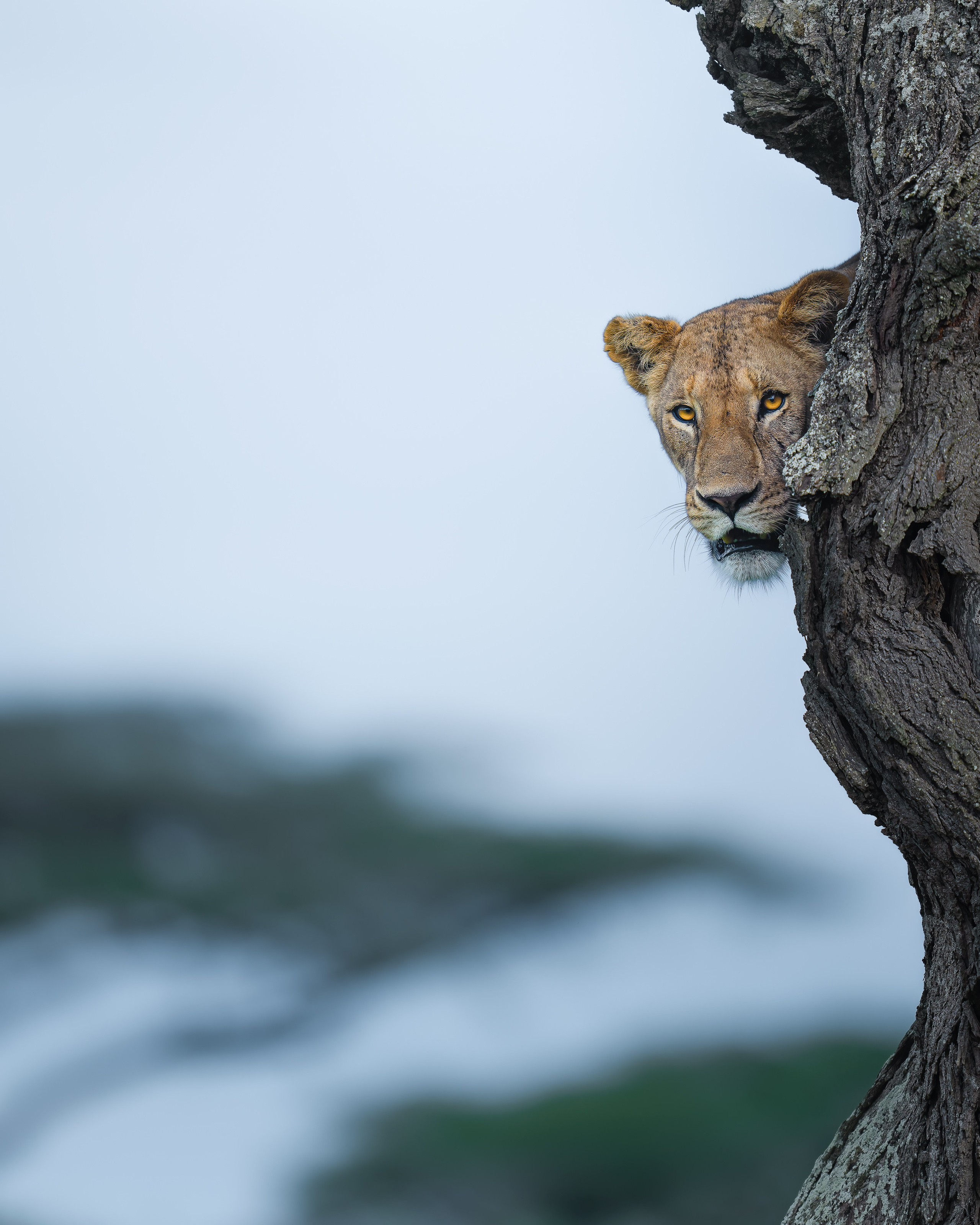 GALLERY. Fine art wildlife photographer Alexandra Surkova