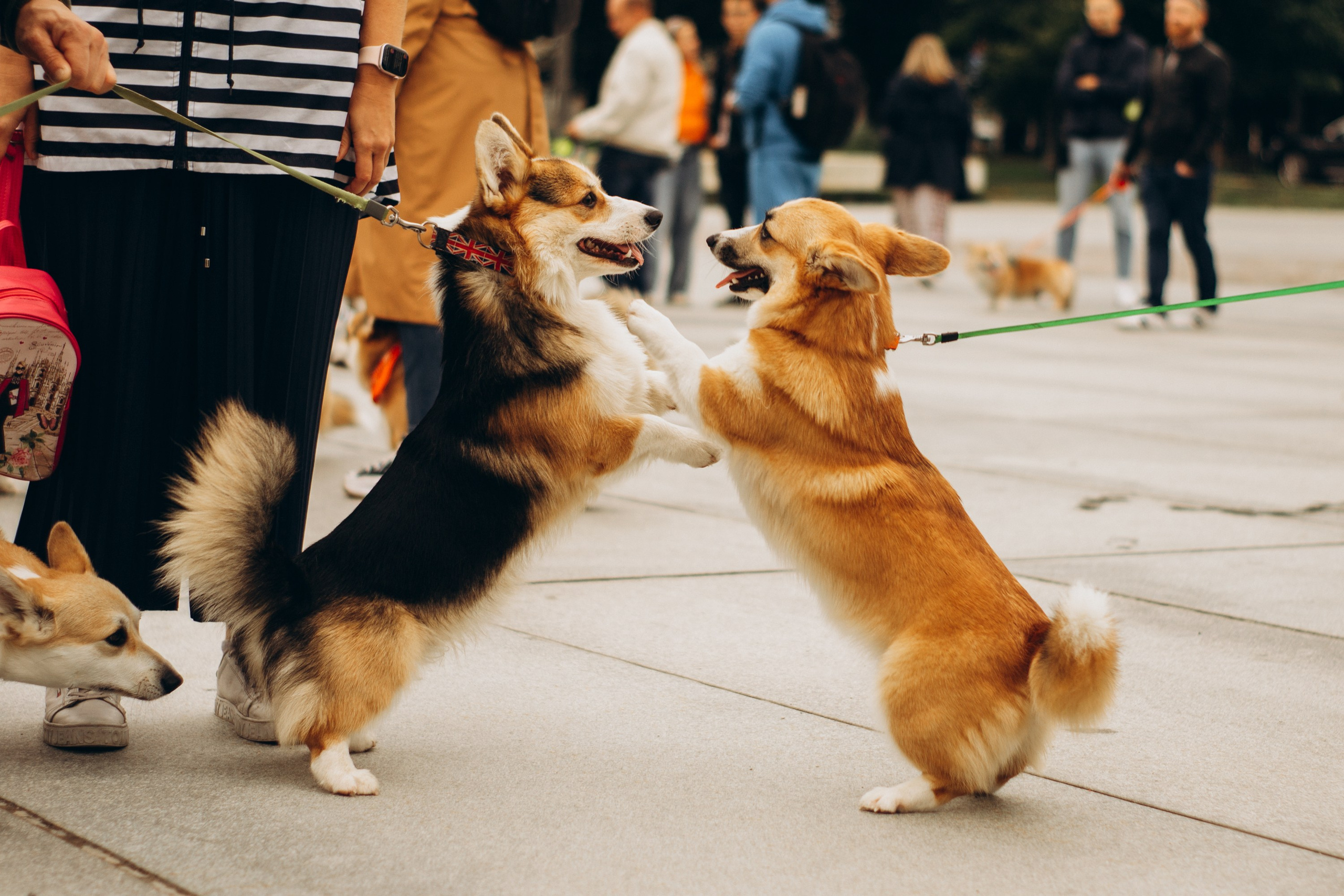 Corgi party, september. Kat Laisaar — Pet photographer in Tallinn