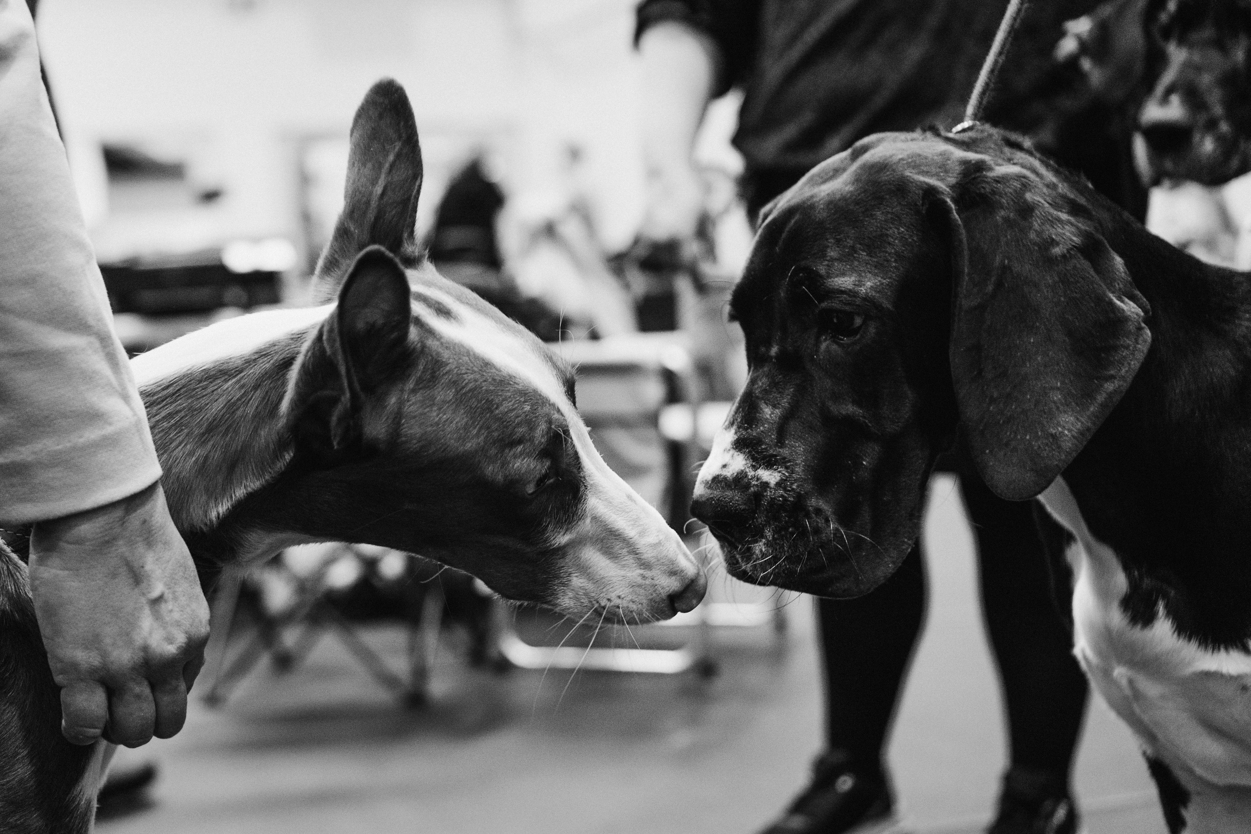 Pärnu dog weekend photo report. Kat Laisaar — Pet photographer in Tallinn