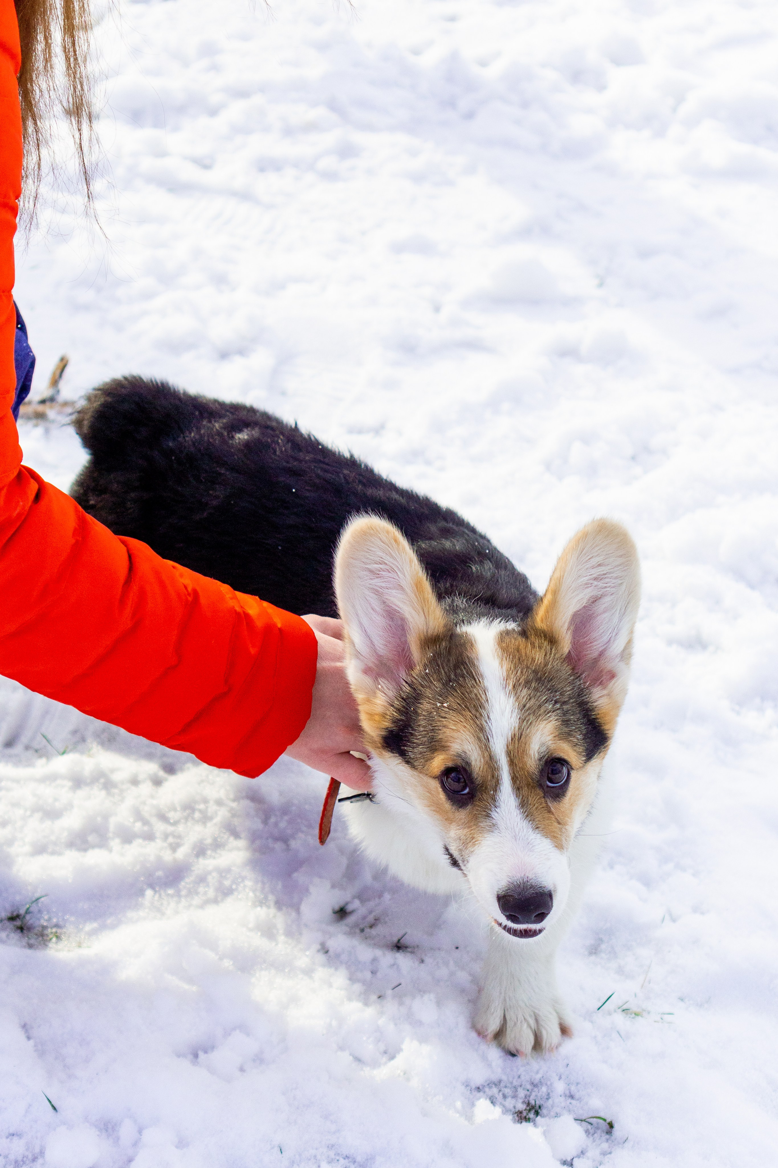 Corgi party, 23 feb. 2025. Kat Laisaar — Pet photographer in Tallinn