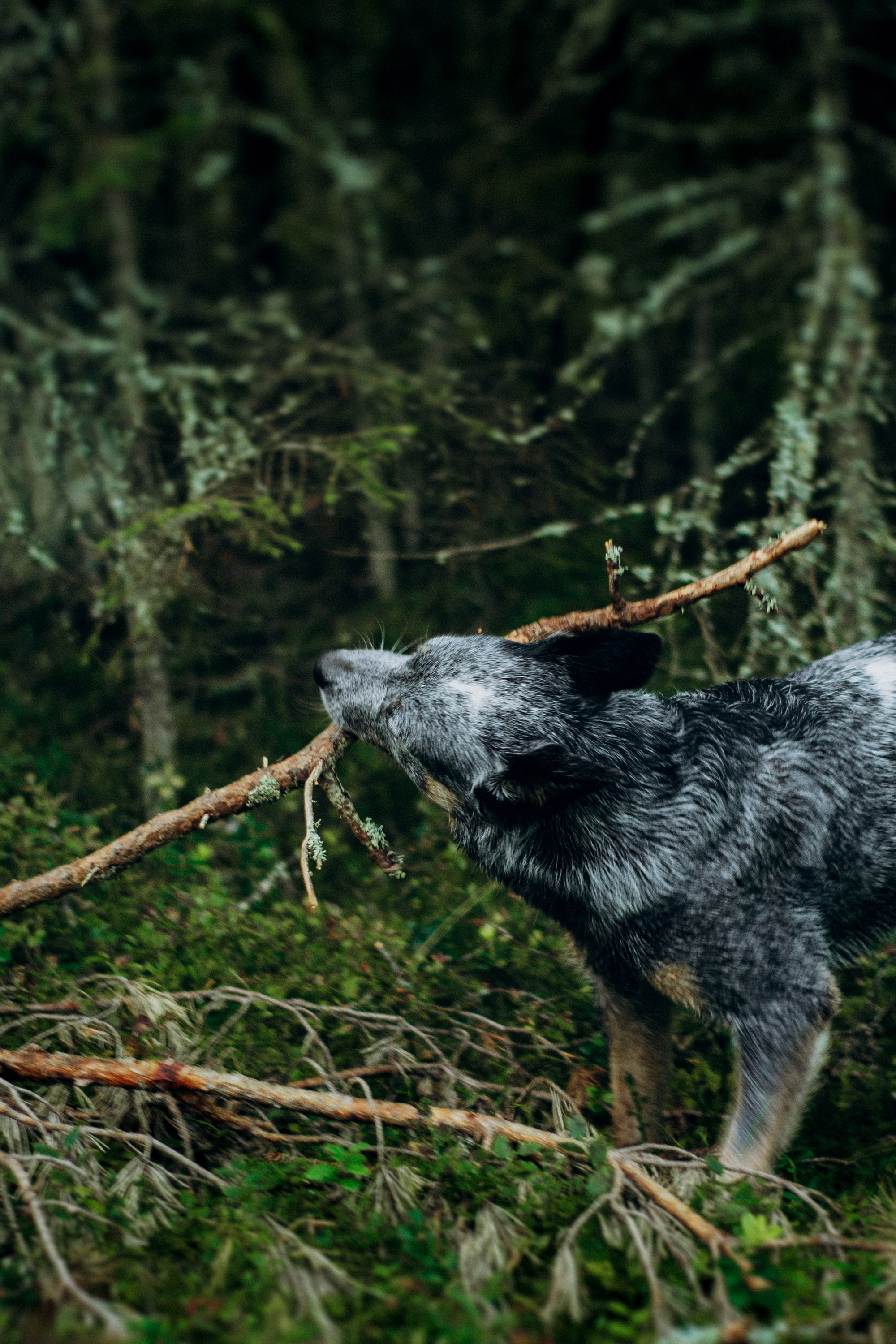Dakota, Australian Cattle Dog. Kat Laisaar — Pet photographer in Tallinn