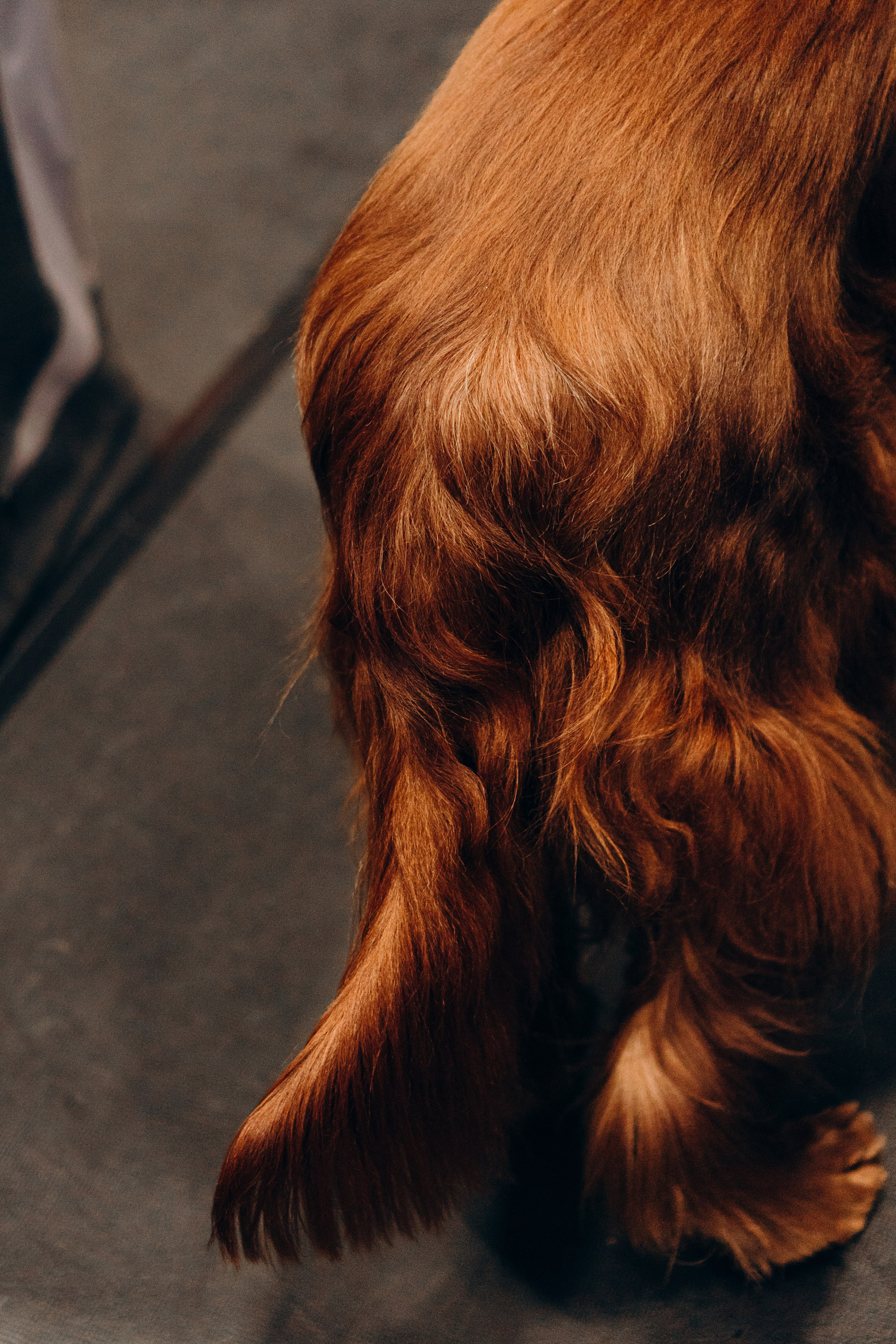 Pärnu dog weekend photo report. Kat Laisaar — Pet photographer in Tallinn