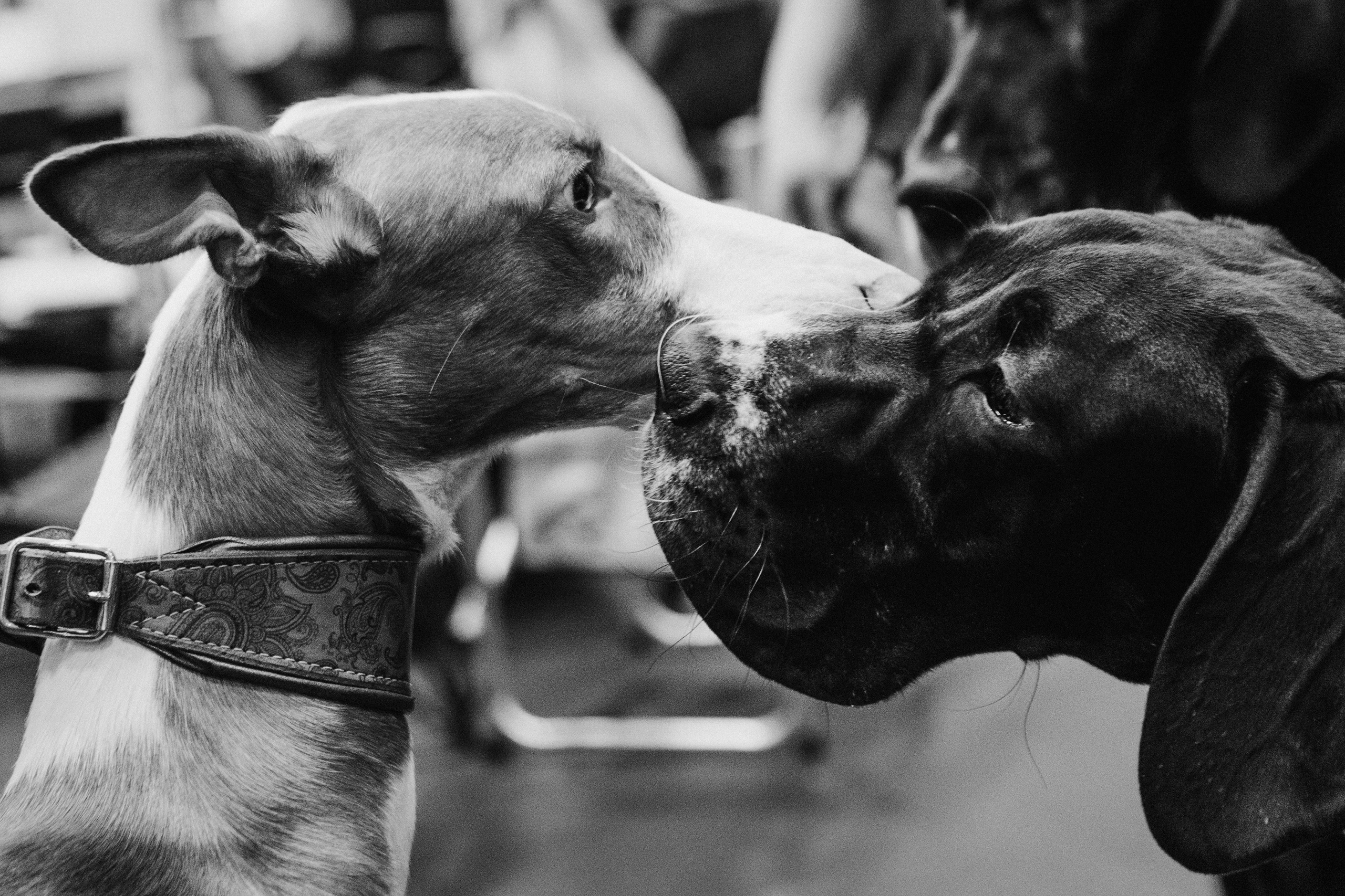 Pärnu dog weekend photo report. Kat Laisaar — Pet photographer in Tallinn