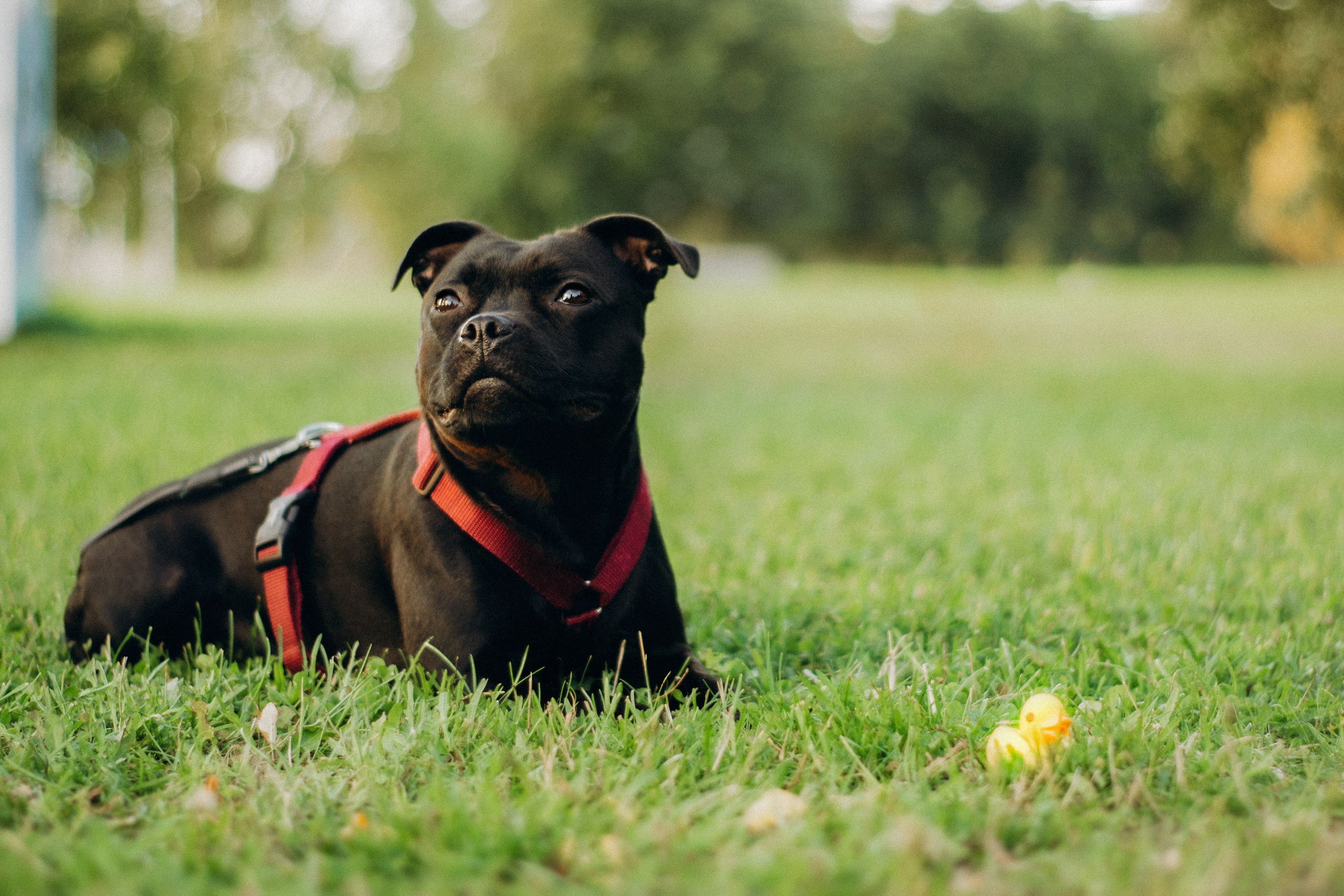 Severa and Barracuda, Staffordshire Bull Terriers. Kat Laisaar — Pet photographer in Tallinn