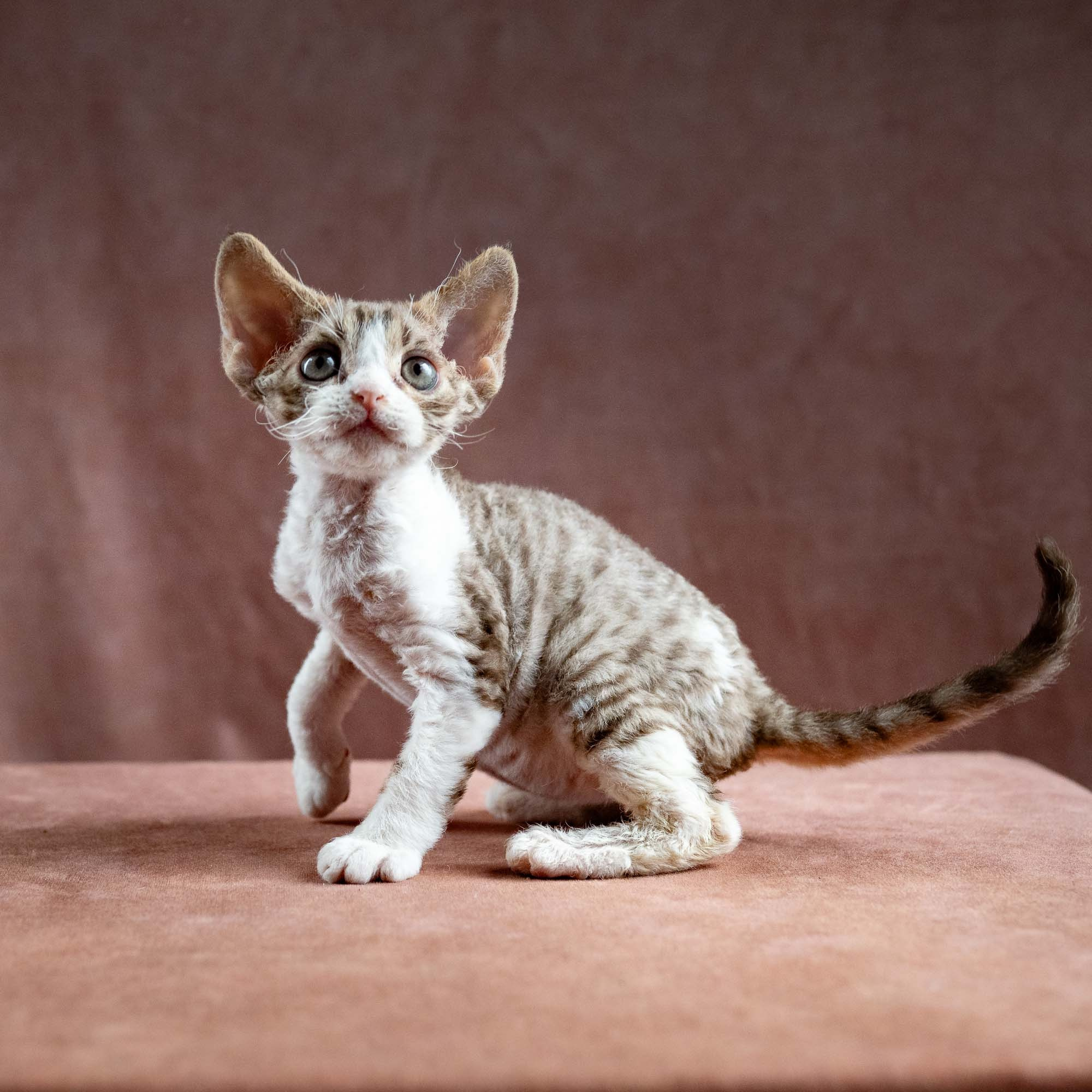 Hugo, boy, born 04.20.25. Devon Rex Pixie Cattery