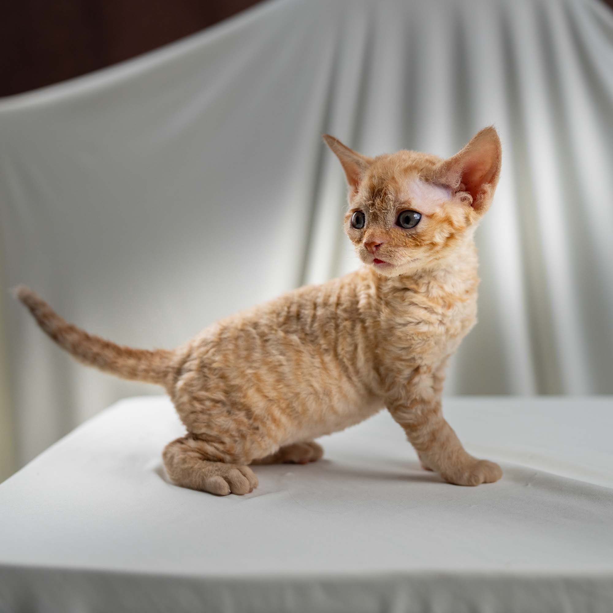 Dorito, boy, born on 06.06.24 SOLD. Devon Rex Pixie Cattery