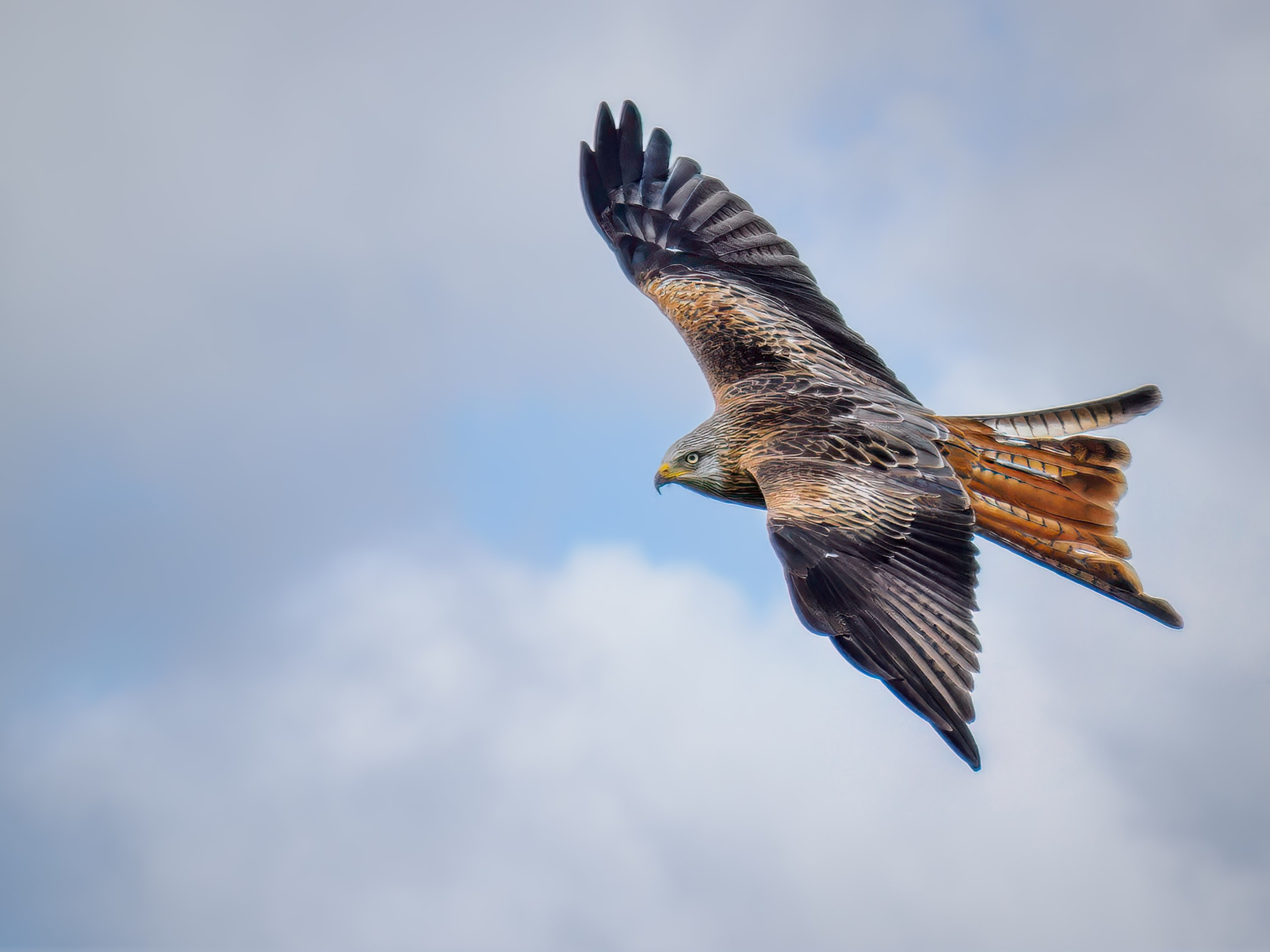 UK Wildlife Photography Gallery. Hedley Wright Photography | East Anglia Sport, Street, Wildlife, Landscape & Astrophotography