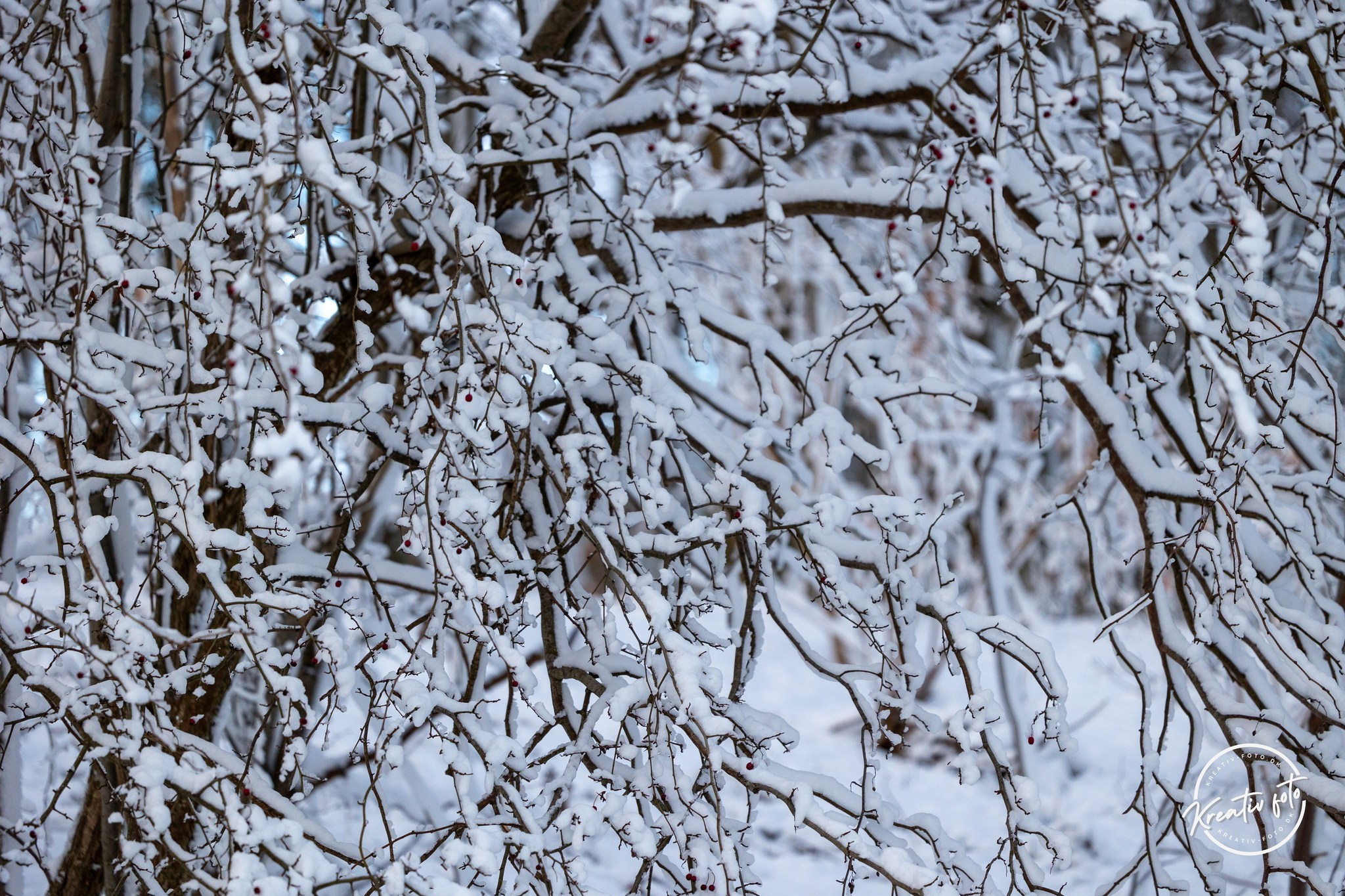 Vinter. Fotograf Aarhus | Portrætfoto Århus | Flotte billeder