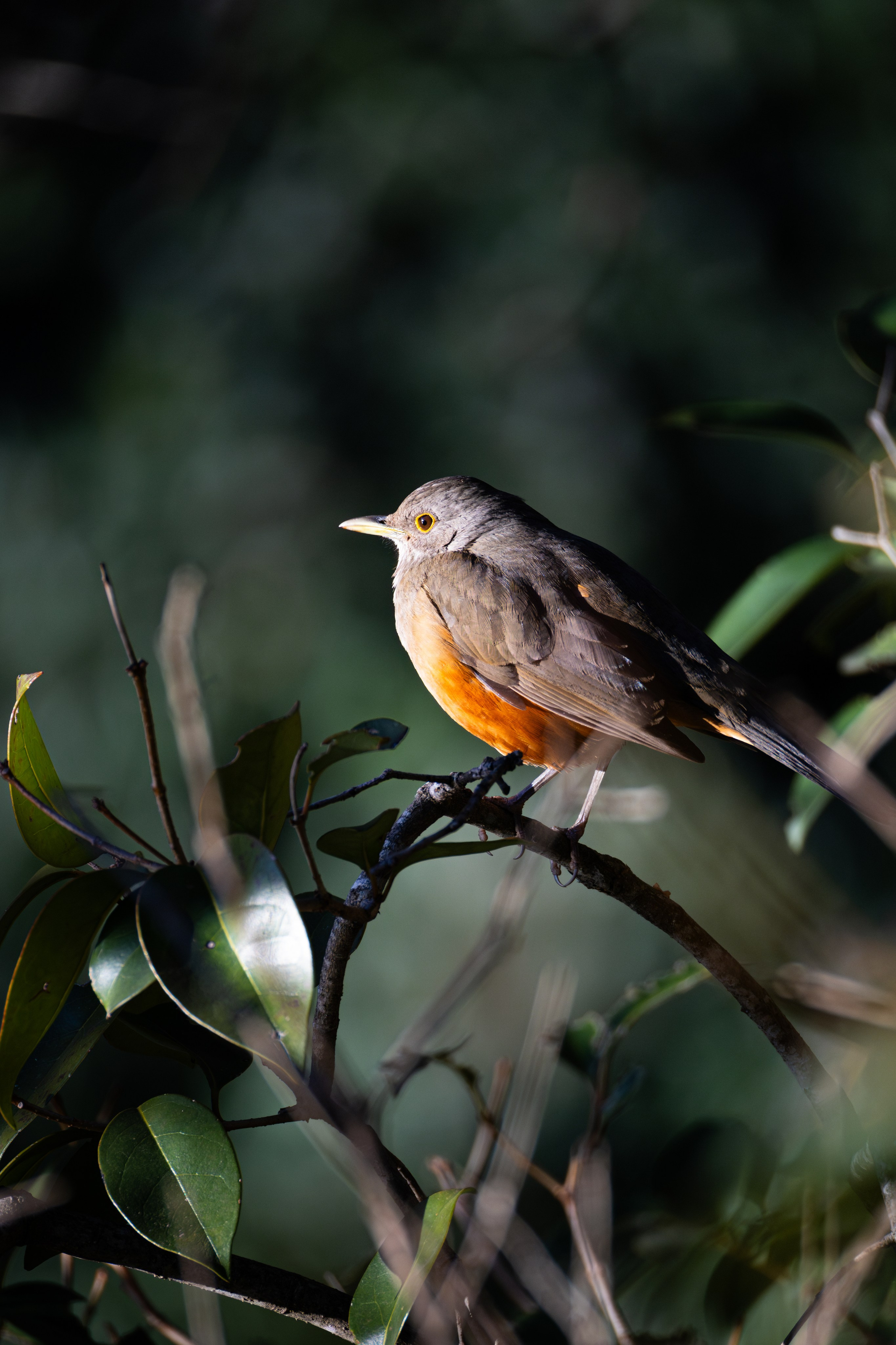 WildLife. Фотограф в Буэнос-Айресе