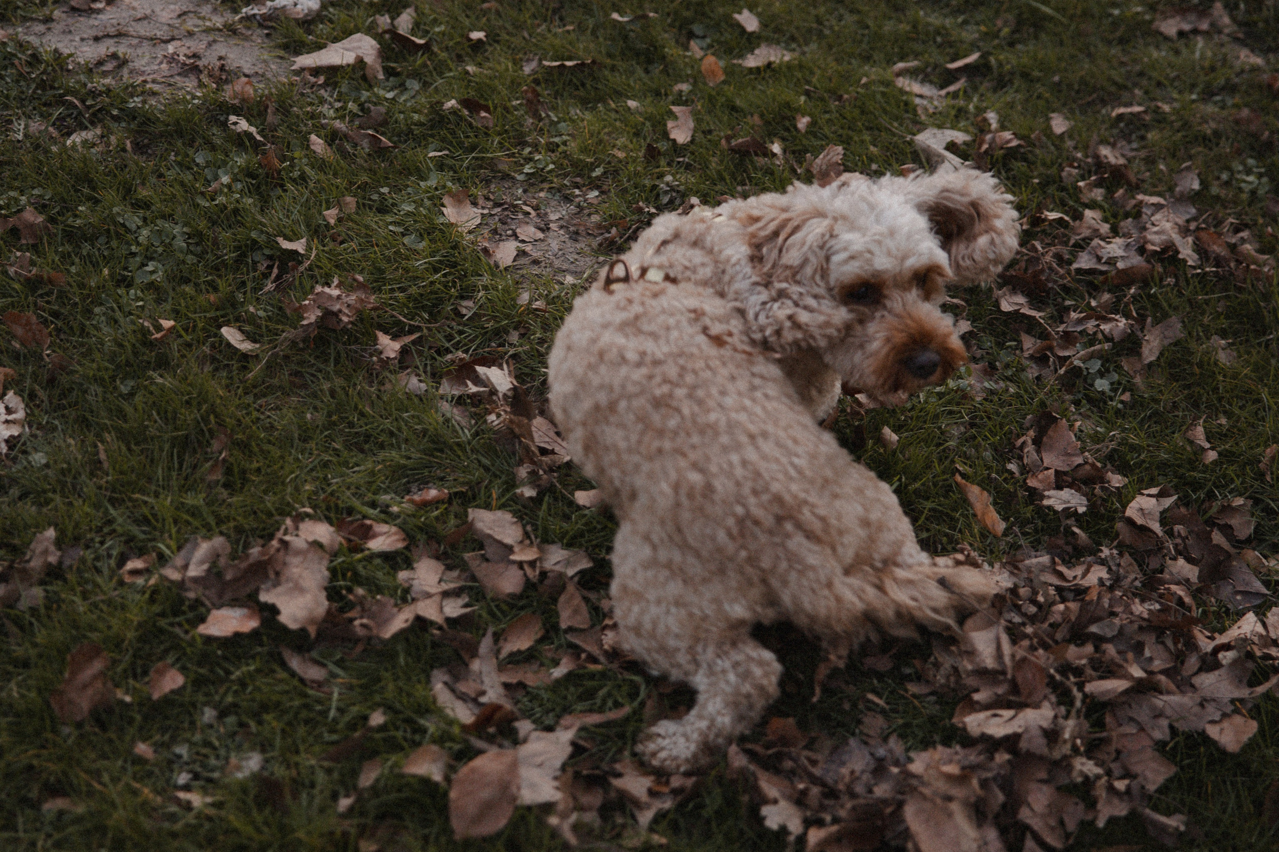 Morena & Niklas I Haus Hohenstein. Hochzeitsfotografin Bochum | Halyna Reiche Fotografie NRW
