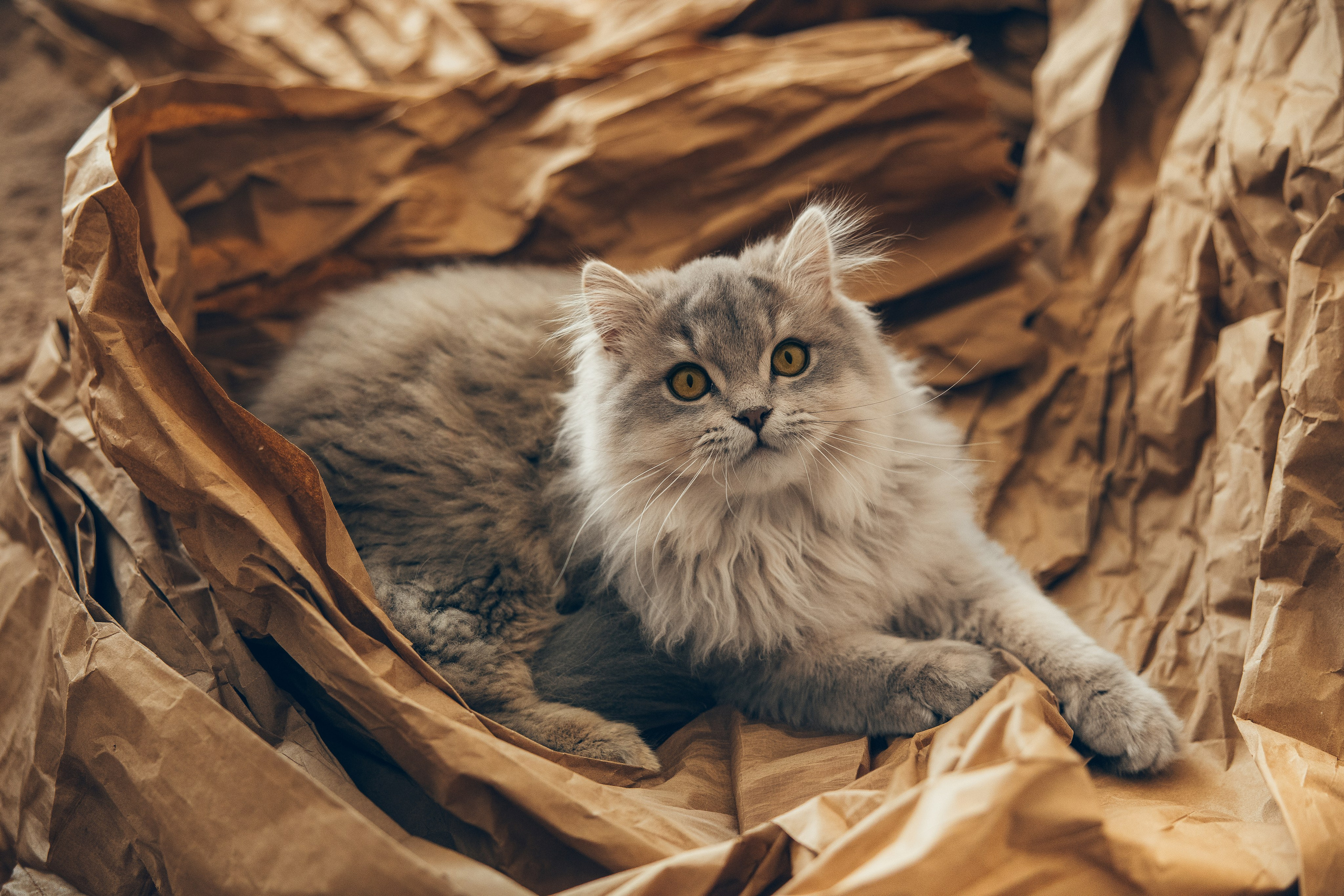 Cat Mars. Family and children’s photographer and videographer in Chicago