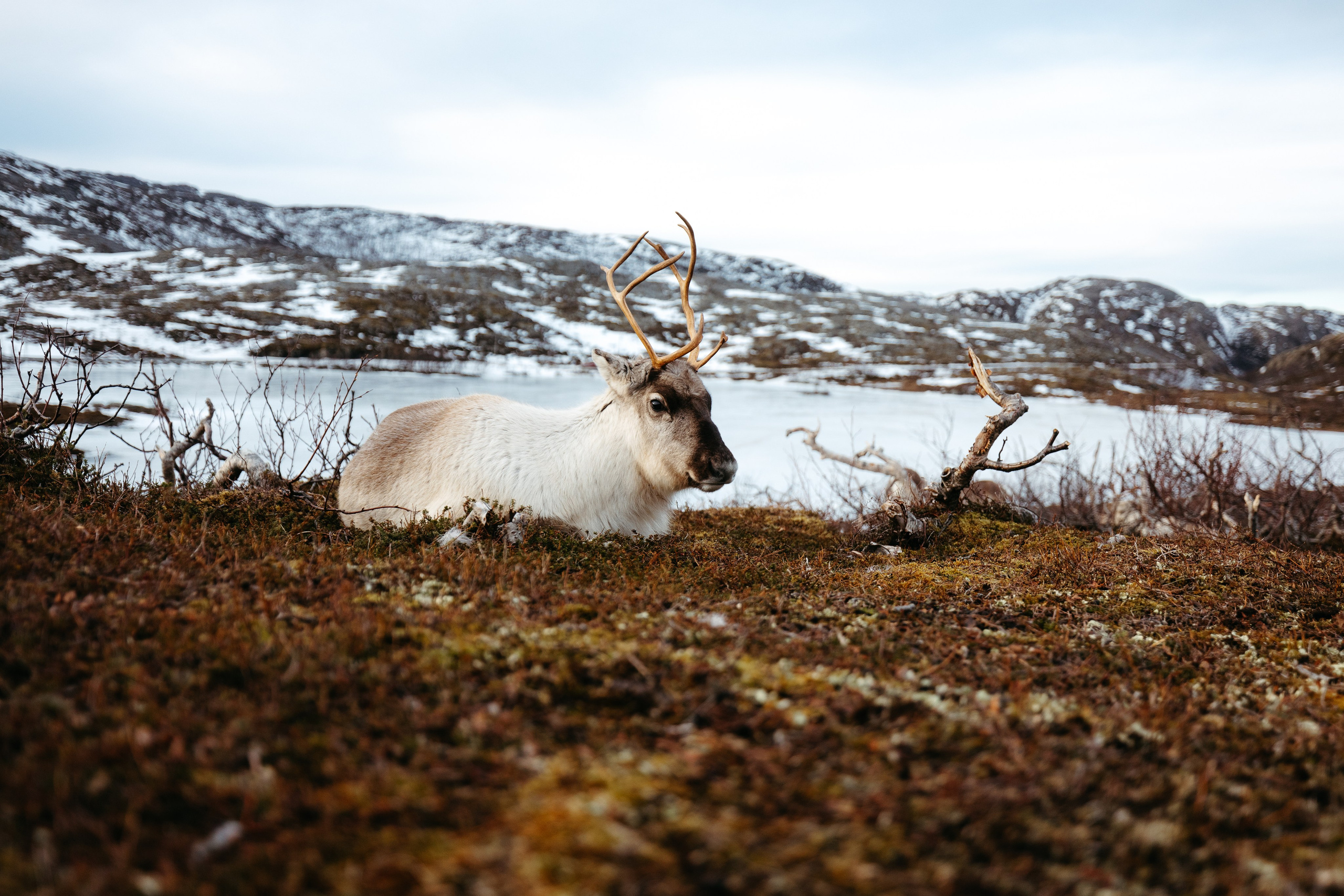 Tromso. Marius Ciocan