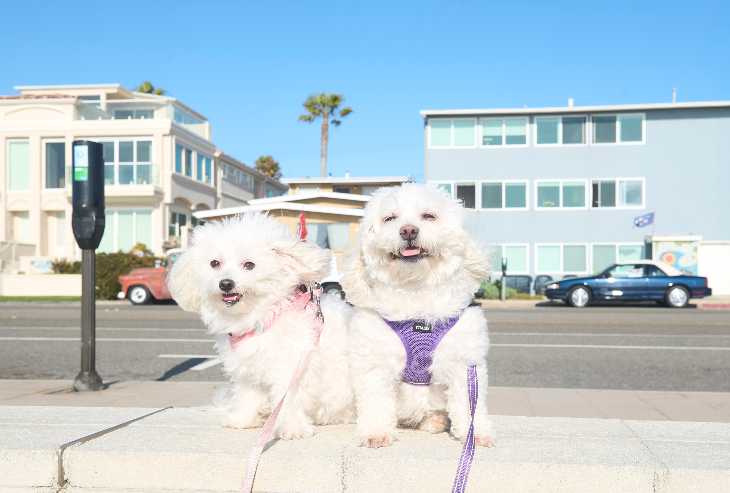 Dog & Owner Photography in South Bay Los Angeles | Redondo Beach & Torrance Photographer