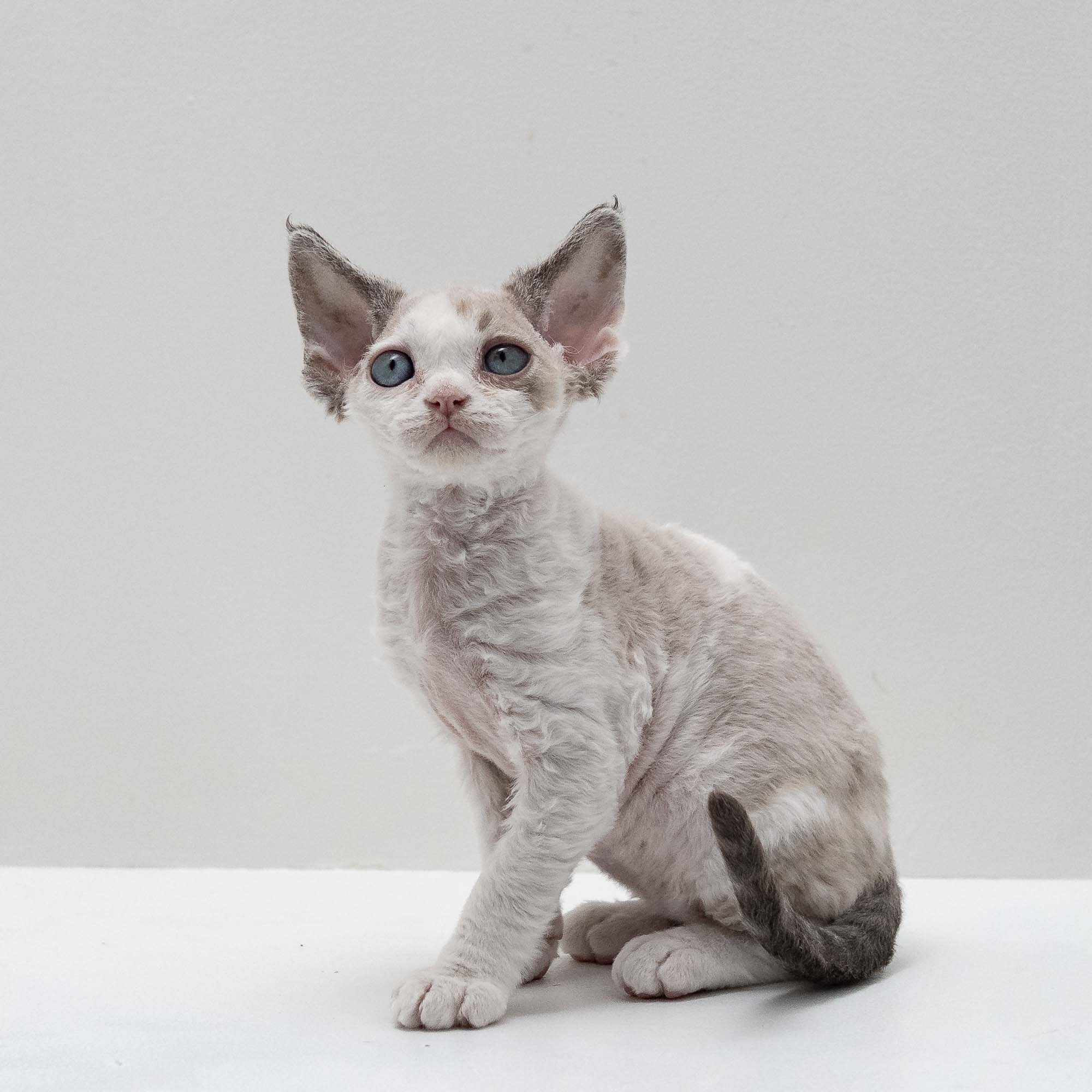 Frodo, boy, born on 01.01.25. Devon Rex Pixie Cattery