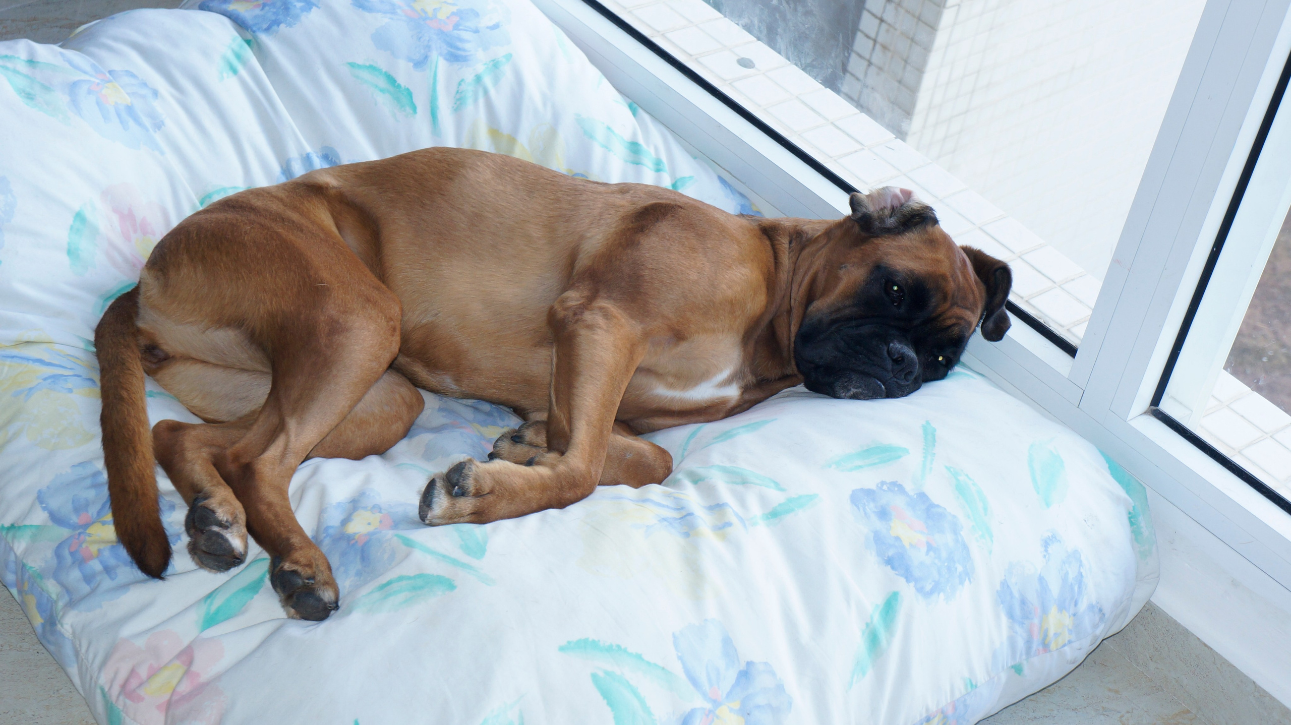 My ״Star״ Boxer Dog