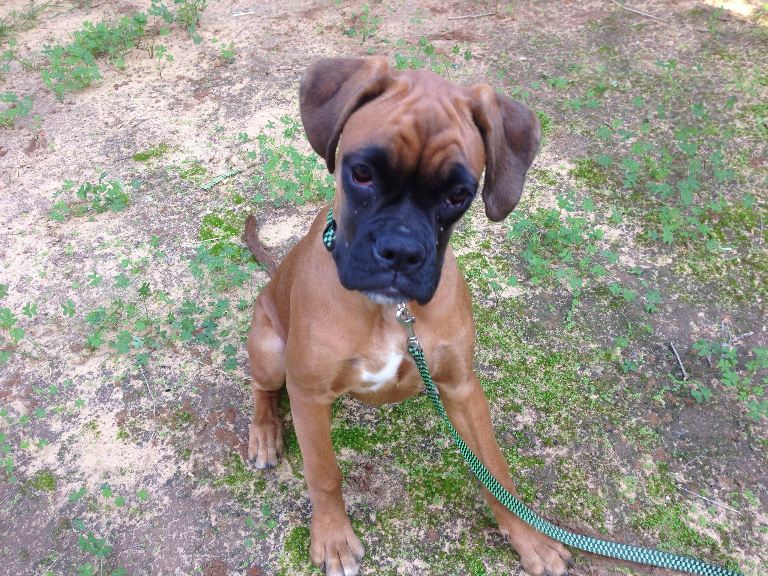 My ״Star״ Boxer Dog