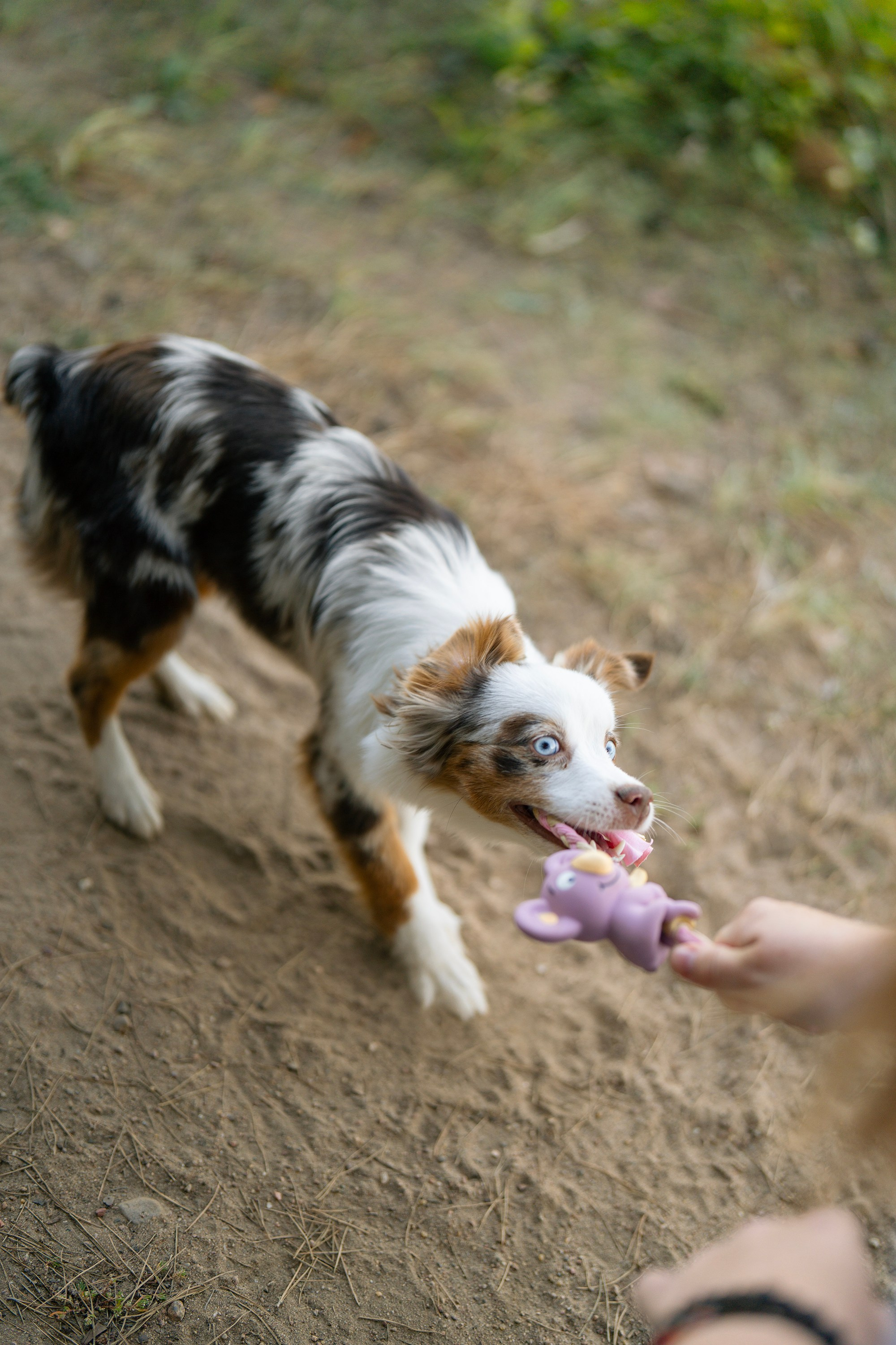 Elenos ir jos šuns Yummi fotosesija gamtoje Vilniuje. Vita Klimaševska ○ Fluffy Soulmate Photography