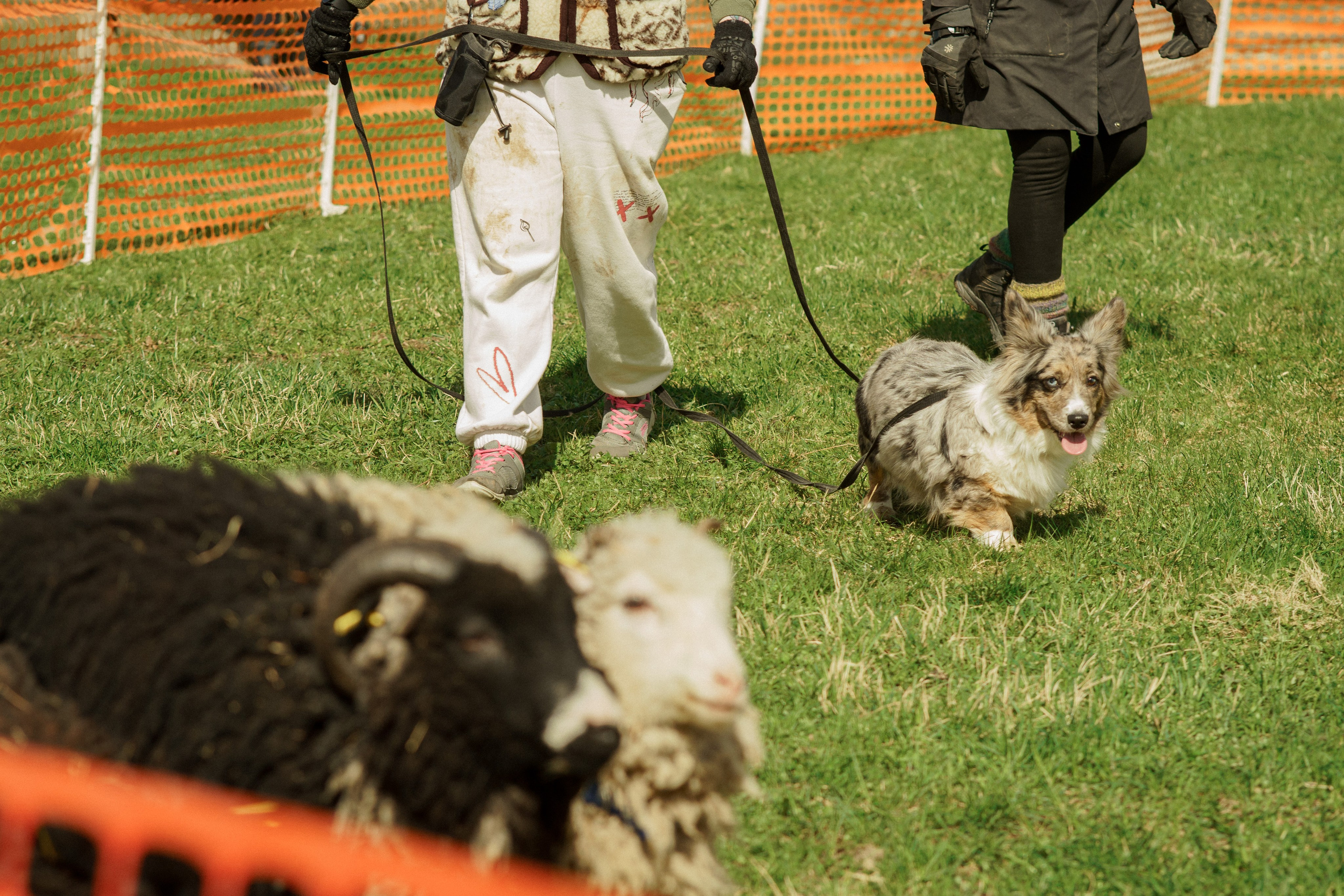Herding Days, 26 apr. 2025. Kat Laisaar — Pet photographer in Tallinn