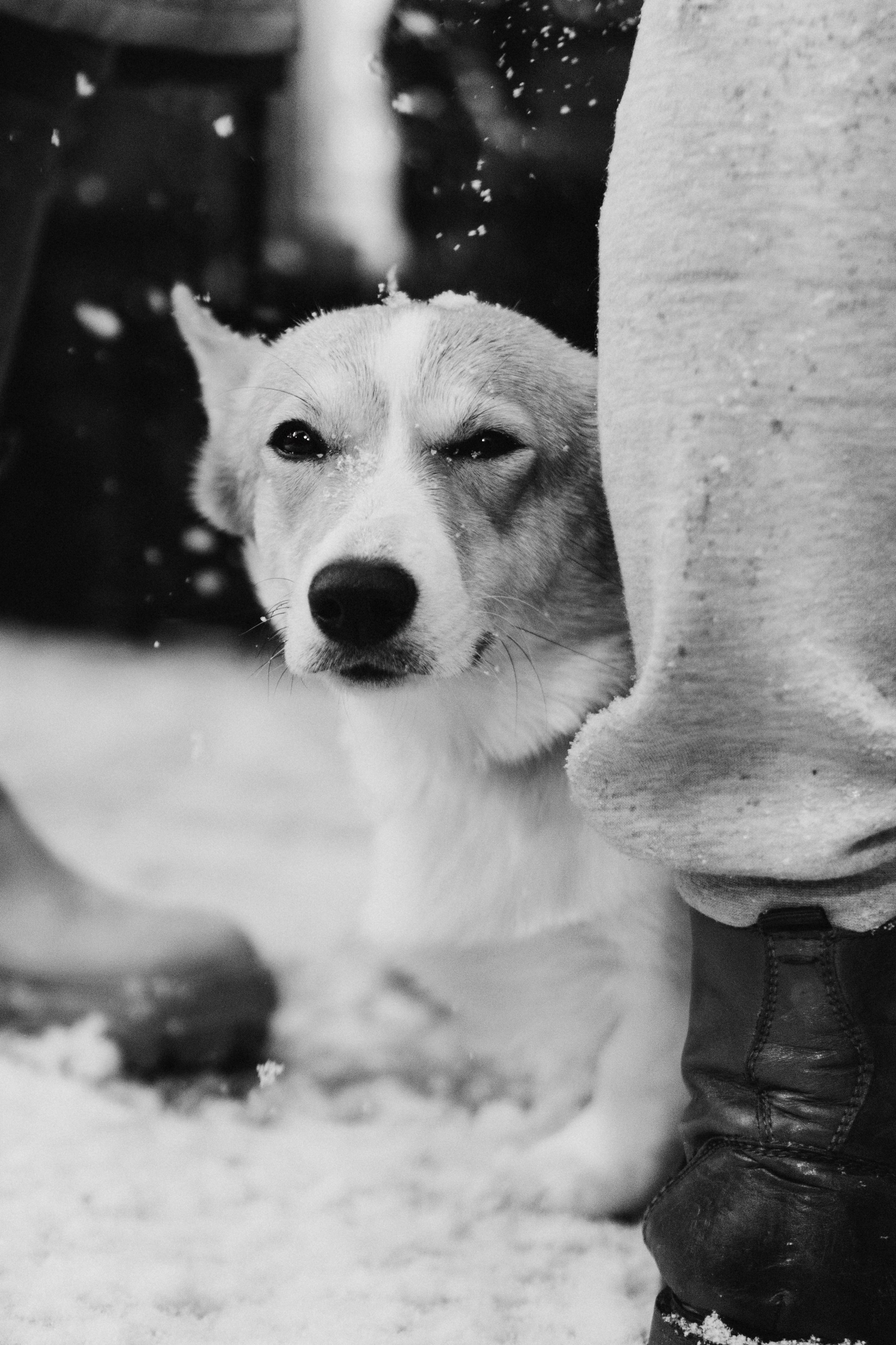Dog Street Photography in Estonia. Kat Laisaar — Pet photographer in Tallinn