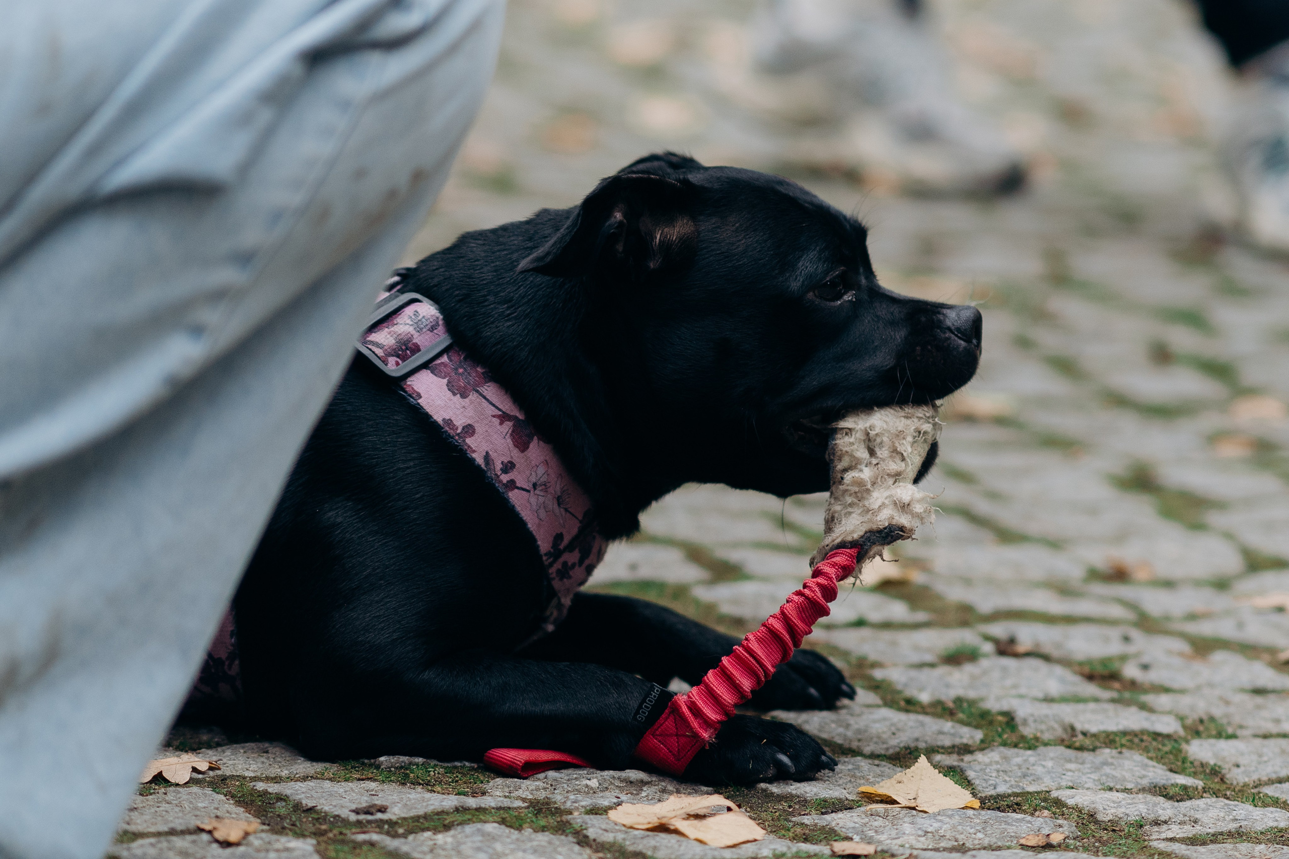 Staffordshire Bull Terriers Meetup. Kat Laisaar — Pet photographer in Tallinn