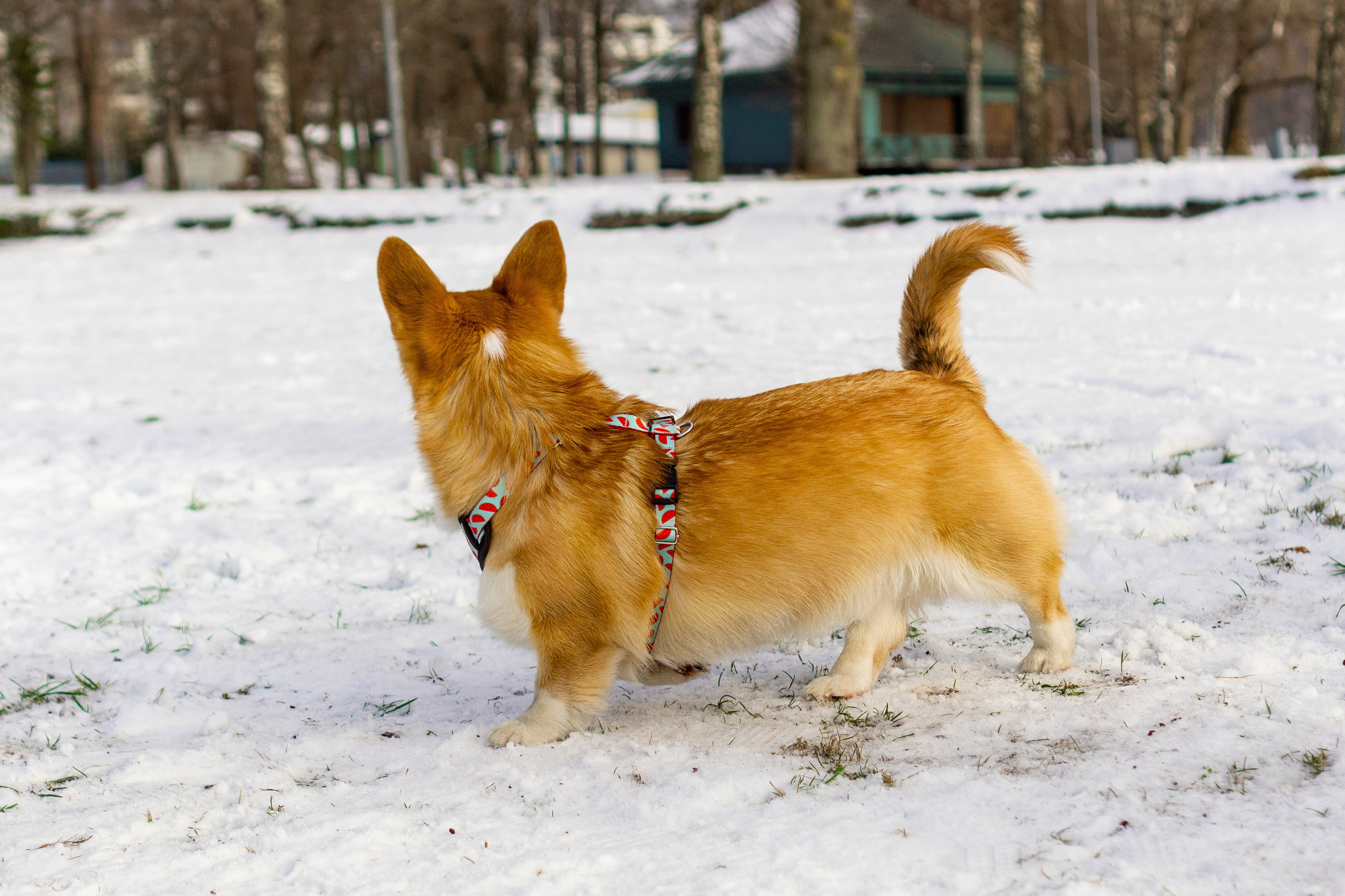 Corgi party, 23 feb. 2025. Kat Laisaar — Pet photographer in Tallinn