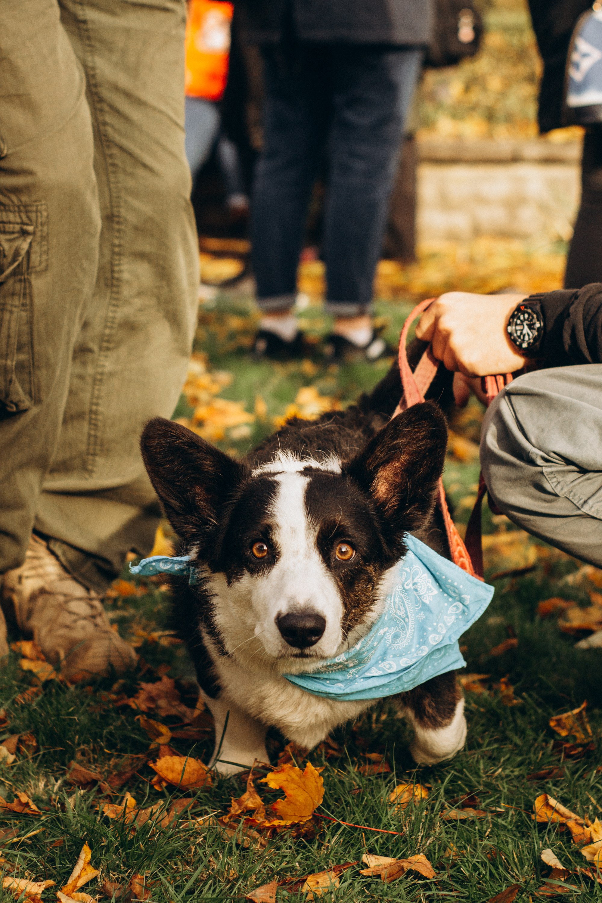 Corgi party, october. Kat Laisaar — Pet photographer in Tallinn