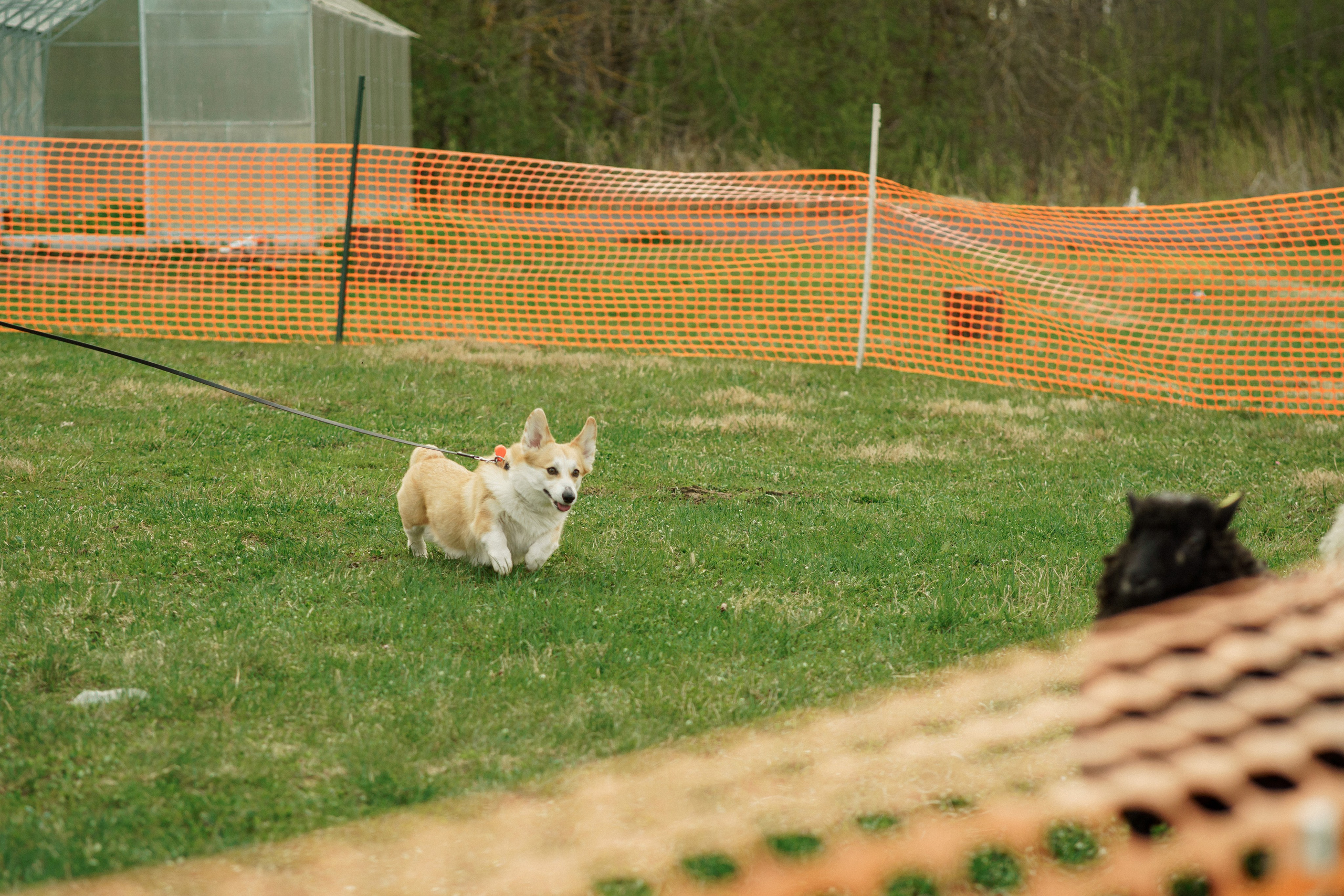 Herding Days, 26 apr. 2025. Kat Laisaar — Pet photographer in Tallinn