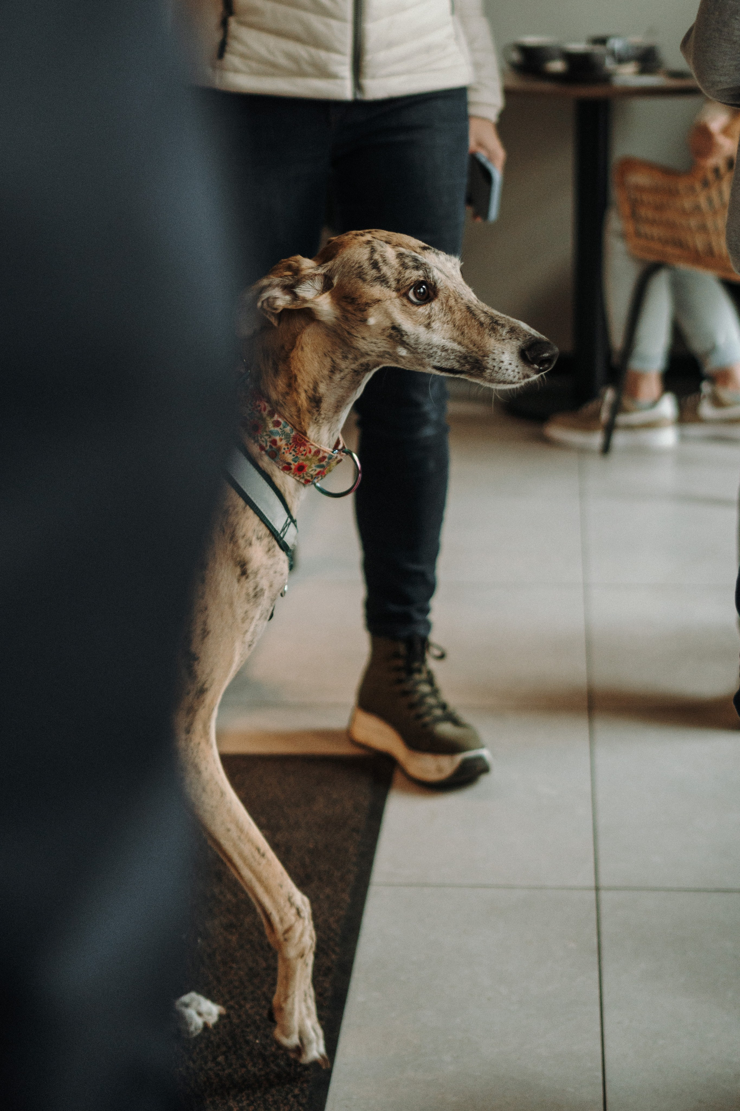 GalgoTreff / Mia Pagar 1 may, 2025. Kat Laisaar — Pet photographer in Tallinn