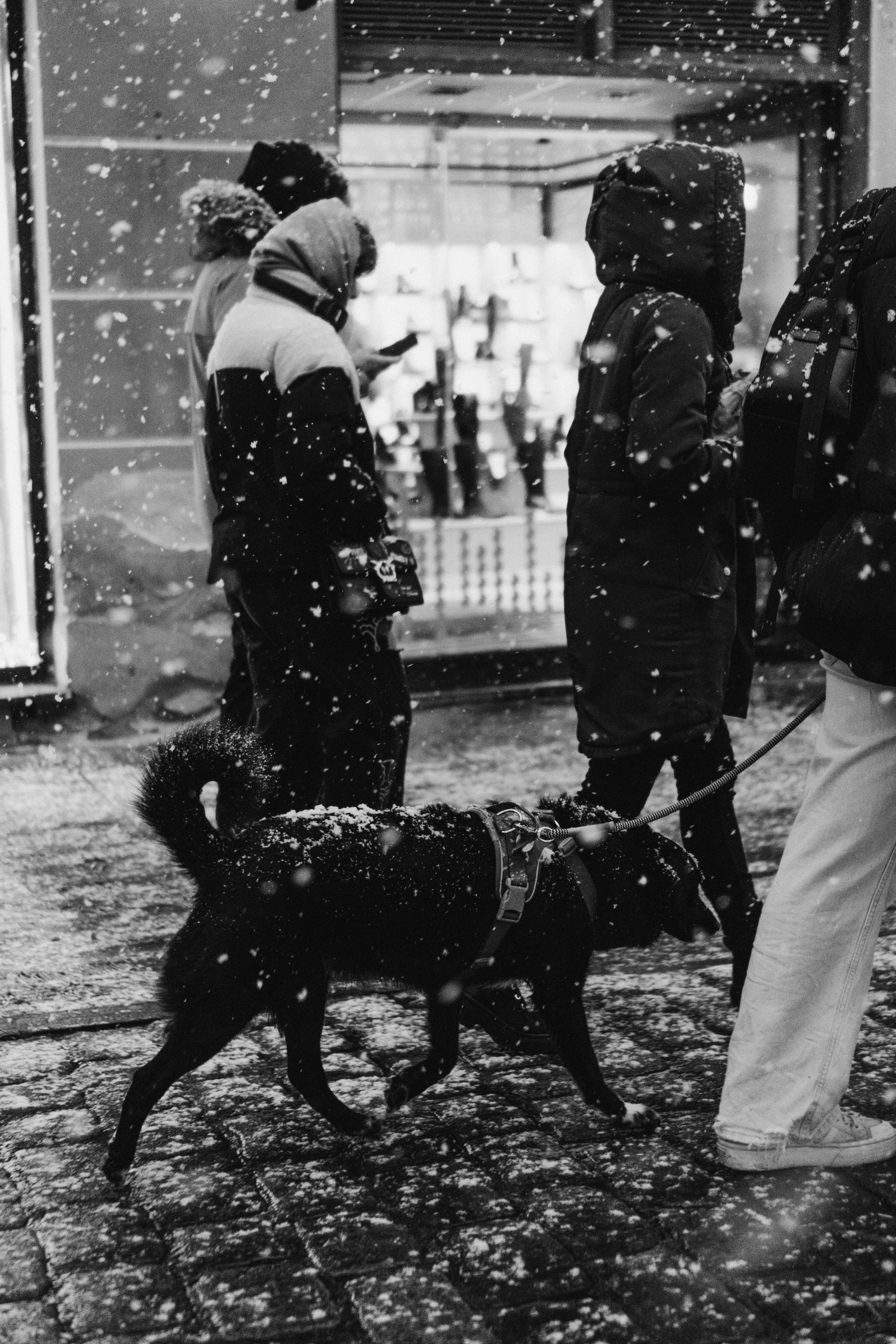 Dog Street Photography in Estonia. Kat Laisaar — Pet photographer in Tallinn