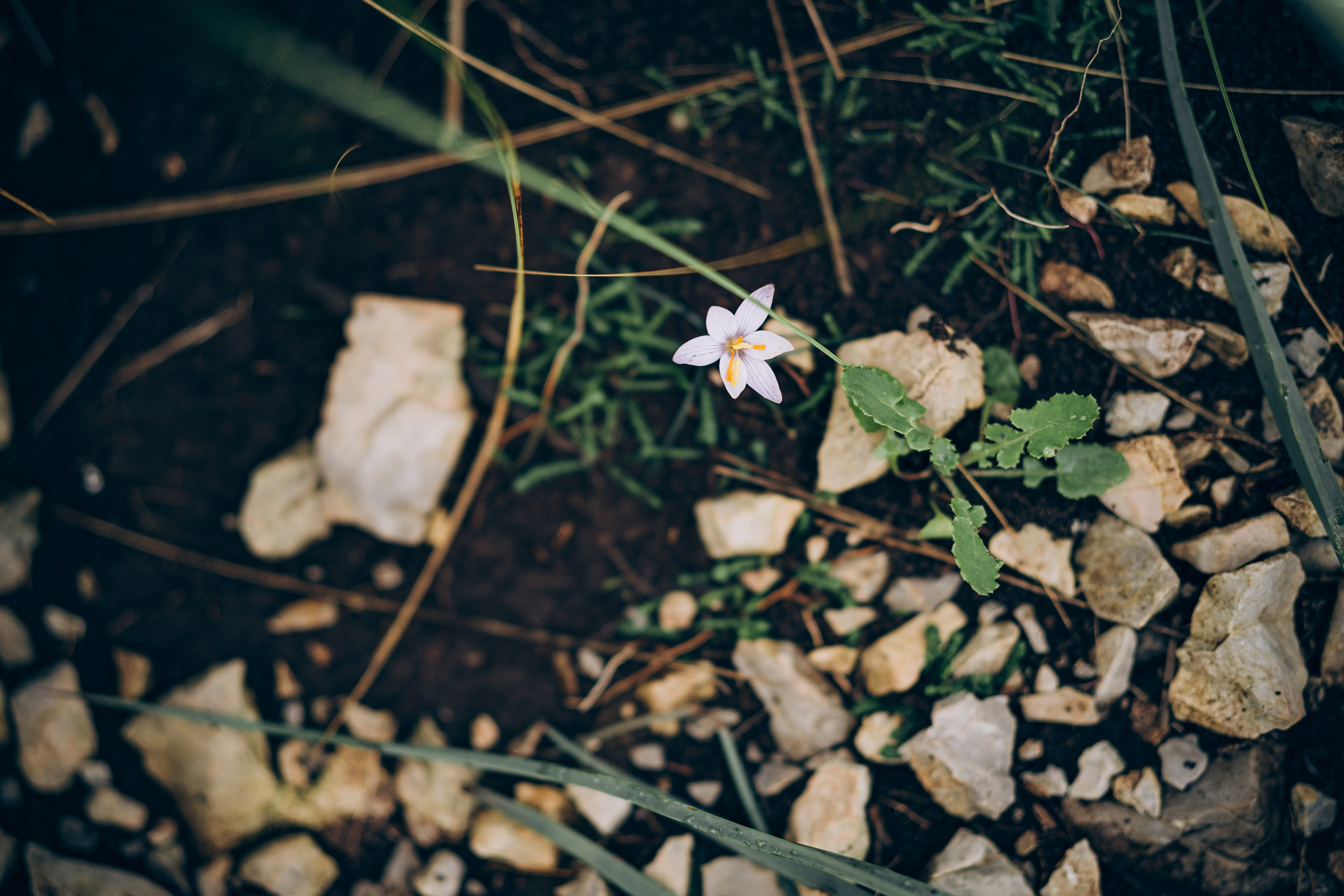 Wedding. Mallorca. Фотограф у Пальма де Майорка