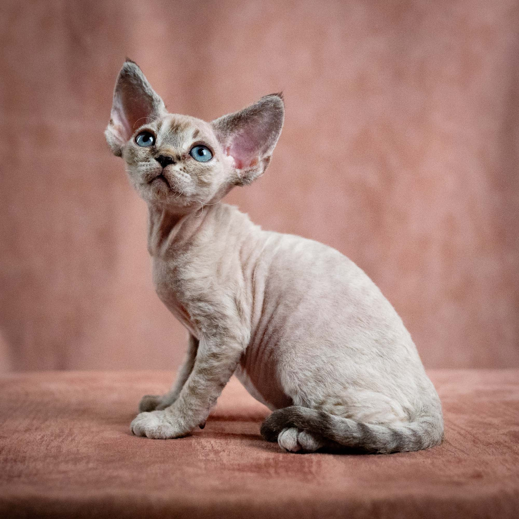 Nellie, girl, born 01.17.26. Devon Rex Pixie Cattery
