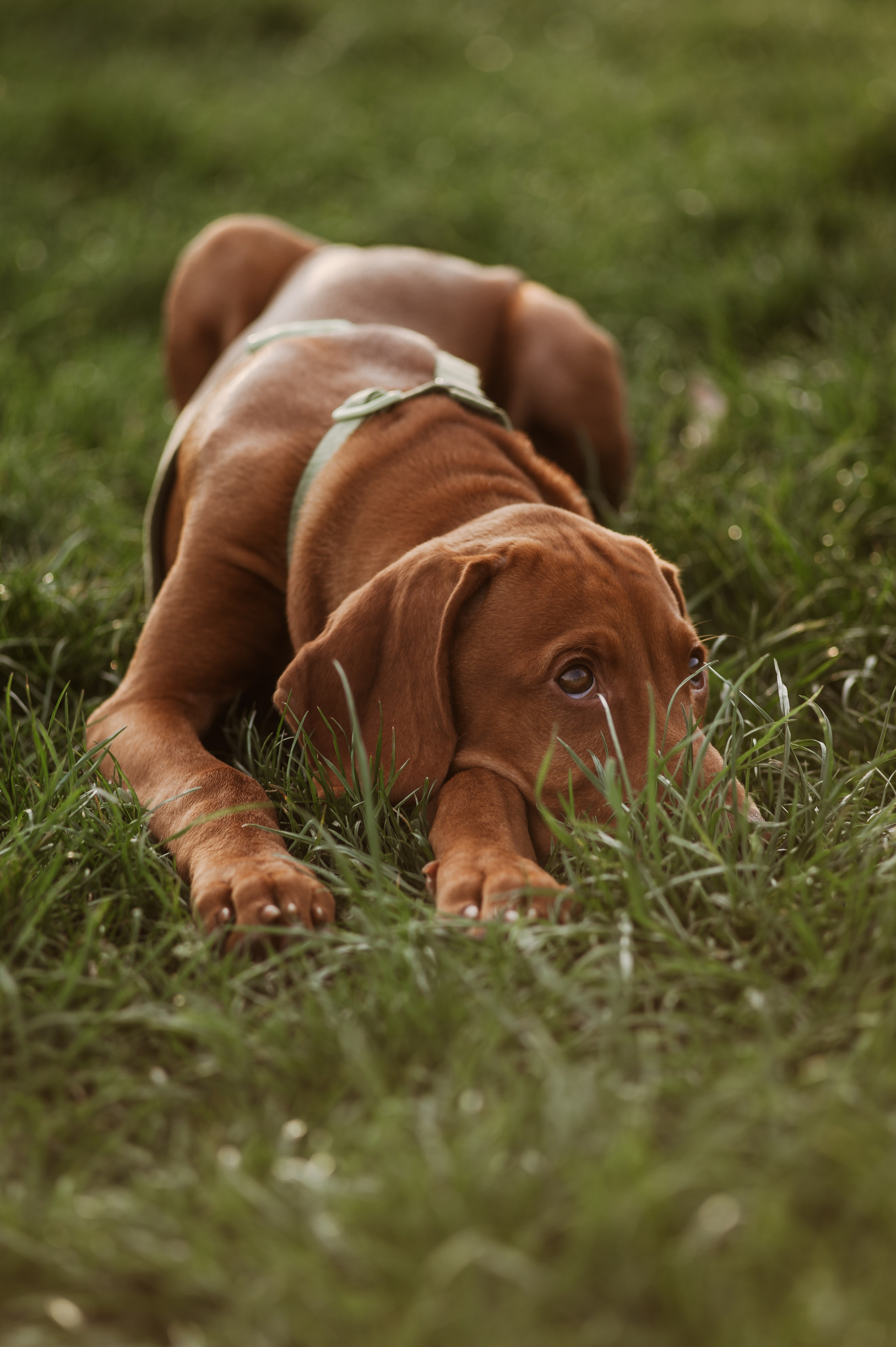 Spontanes Hunderudel im Rosental – Ori trifft neue Freunde. RawPeek
