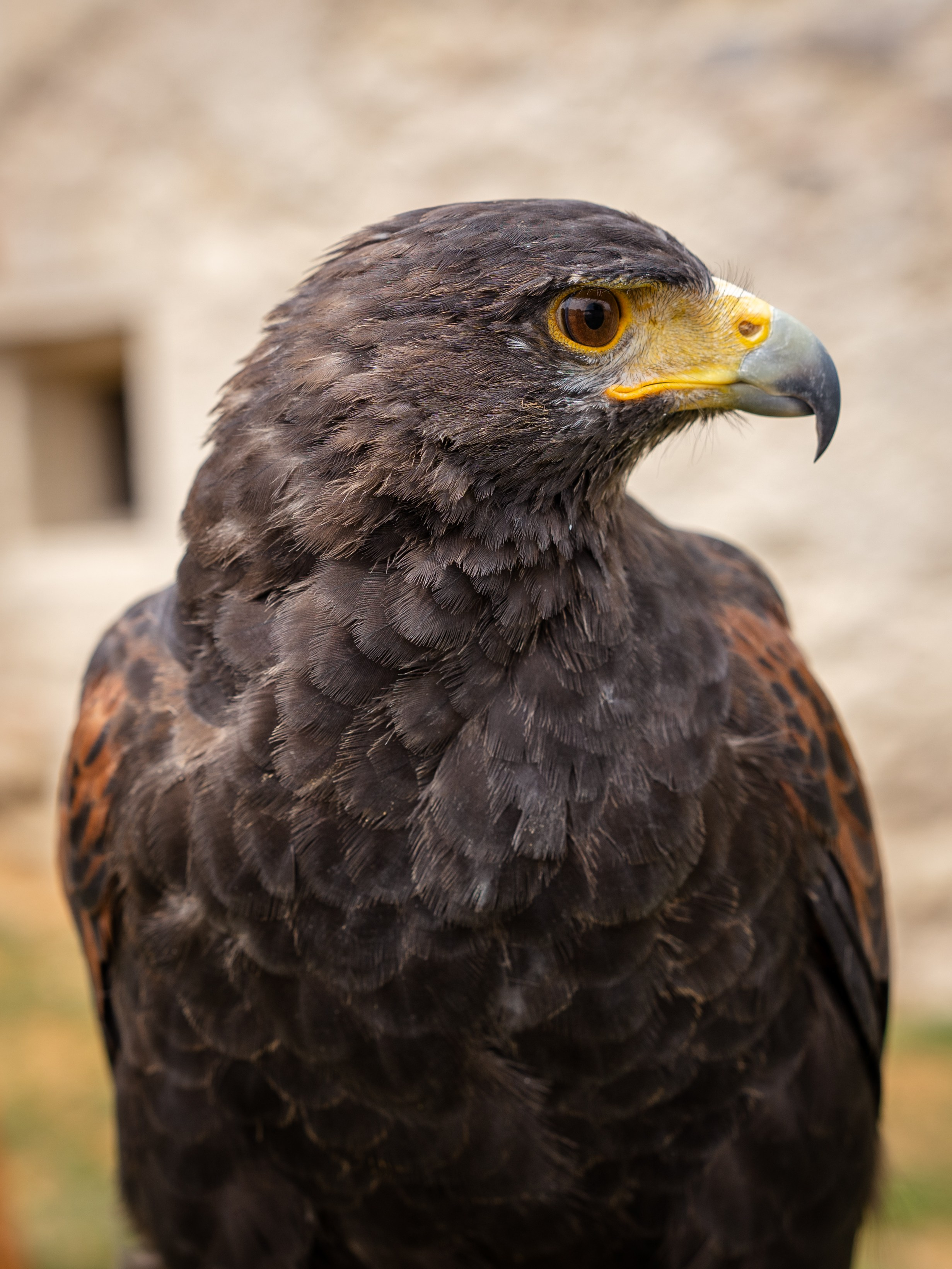 Sibinjanin Janko / Janjoš Hunjadi Fest 21.07.2024. Concert and Event photographer in Belgrade, Serbia