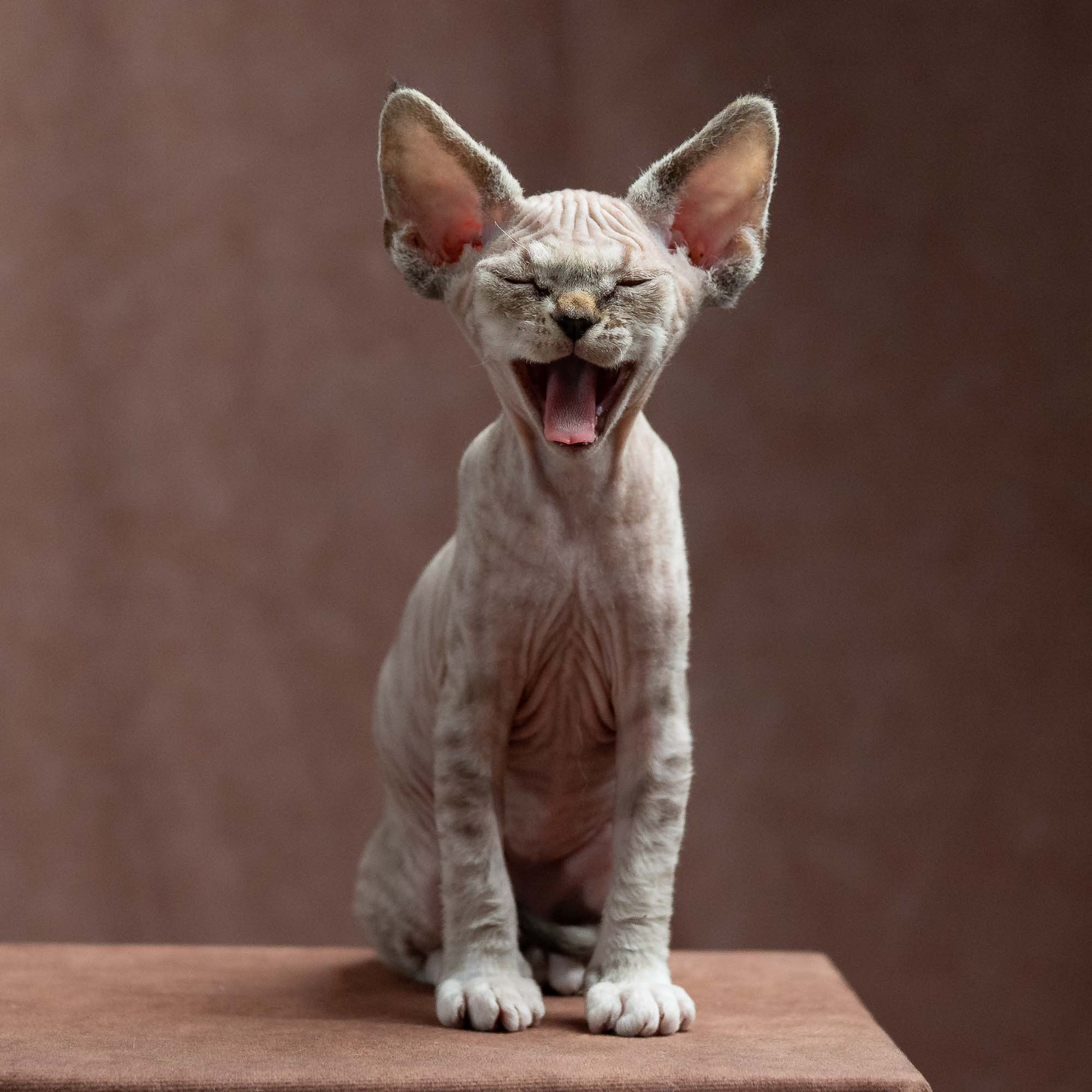 Finn,  boy, born on 01.01.25. Devon Rex Pixie Cattery