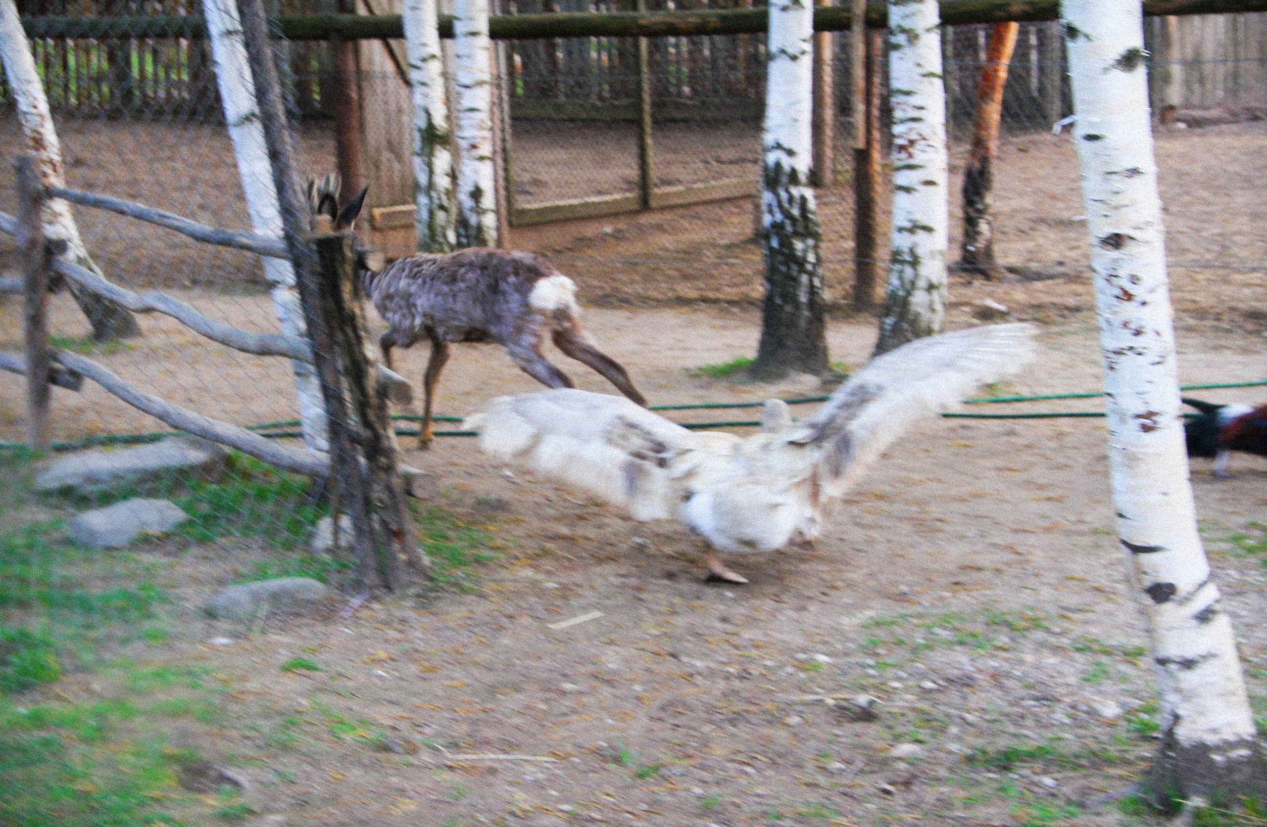 2013. Стрит-фотография, полная абсурда, идиотизма и красоты