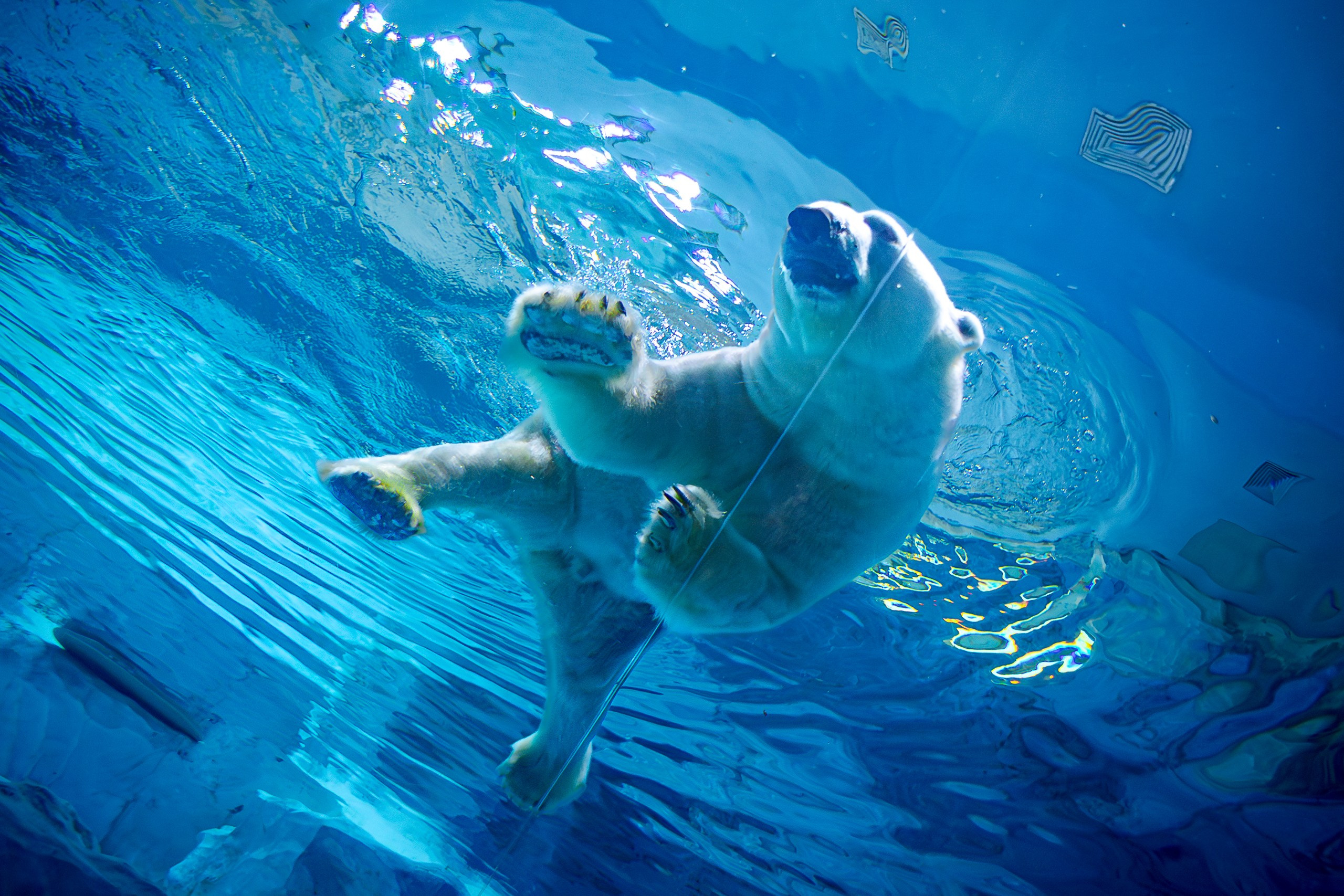 Дневной парад новогодняя версия