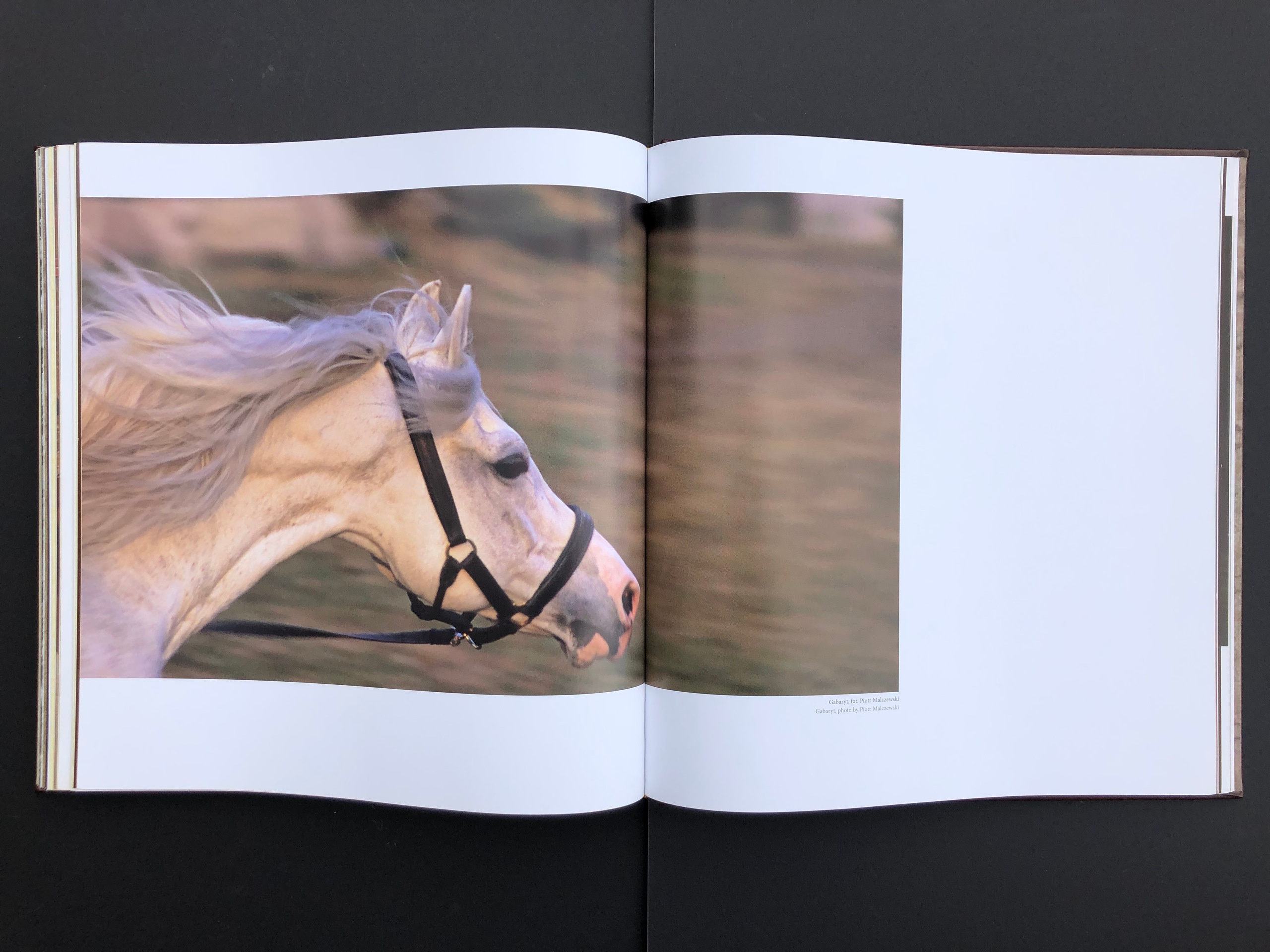 „KOŃ”. Andrzej Strumiłło - Wybitny polski artysta