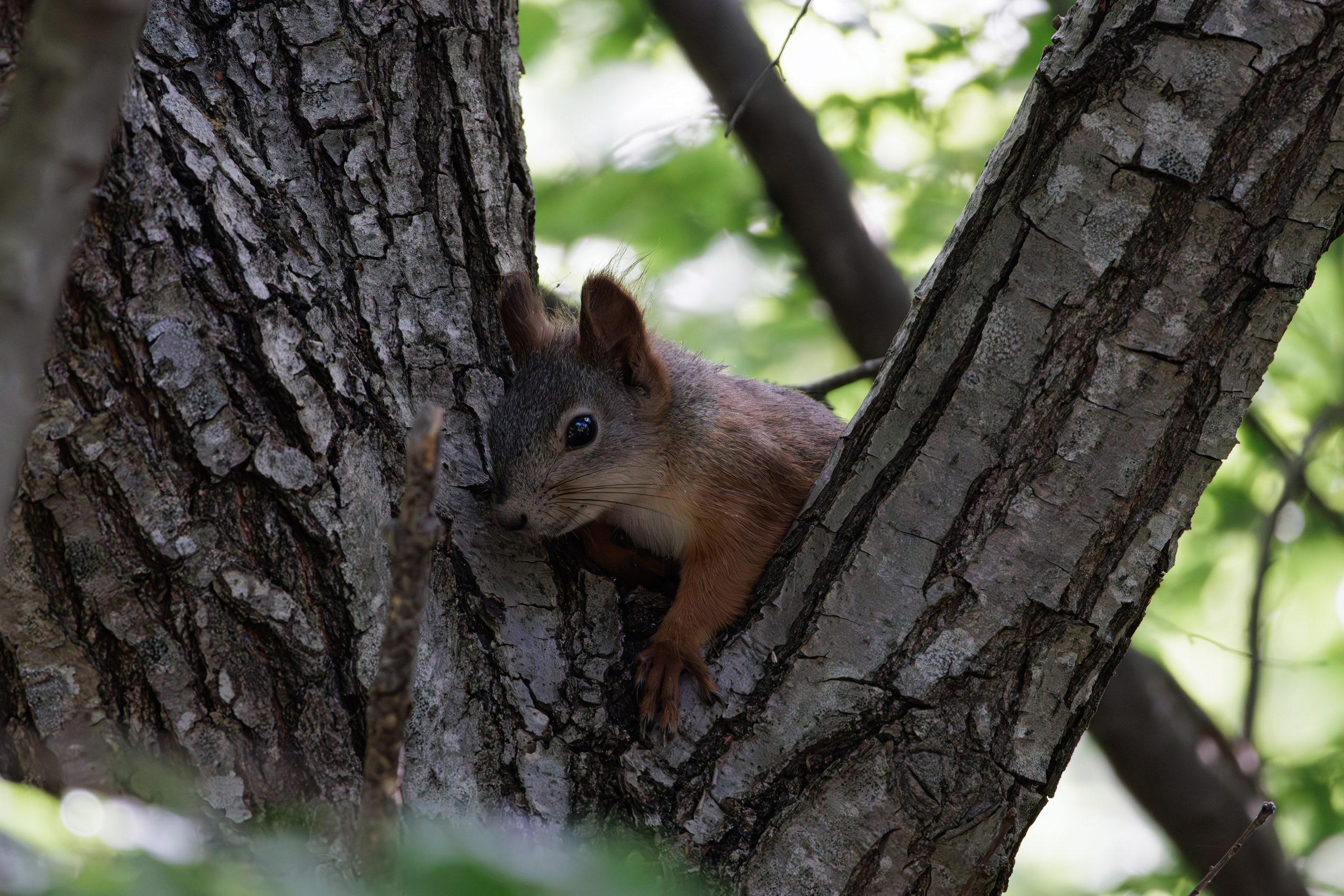 გასეირნება წავკისიდან ვაკის პარკამდე. FramefreeMan