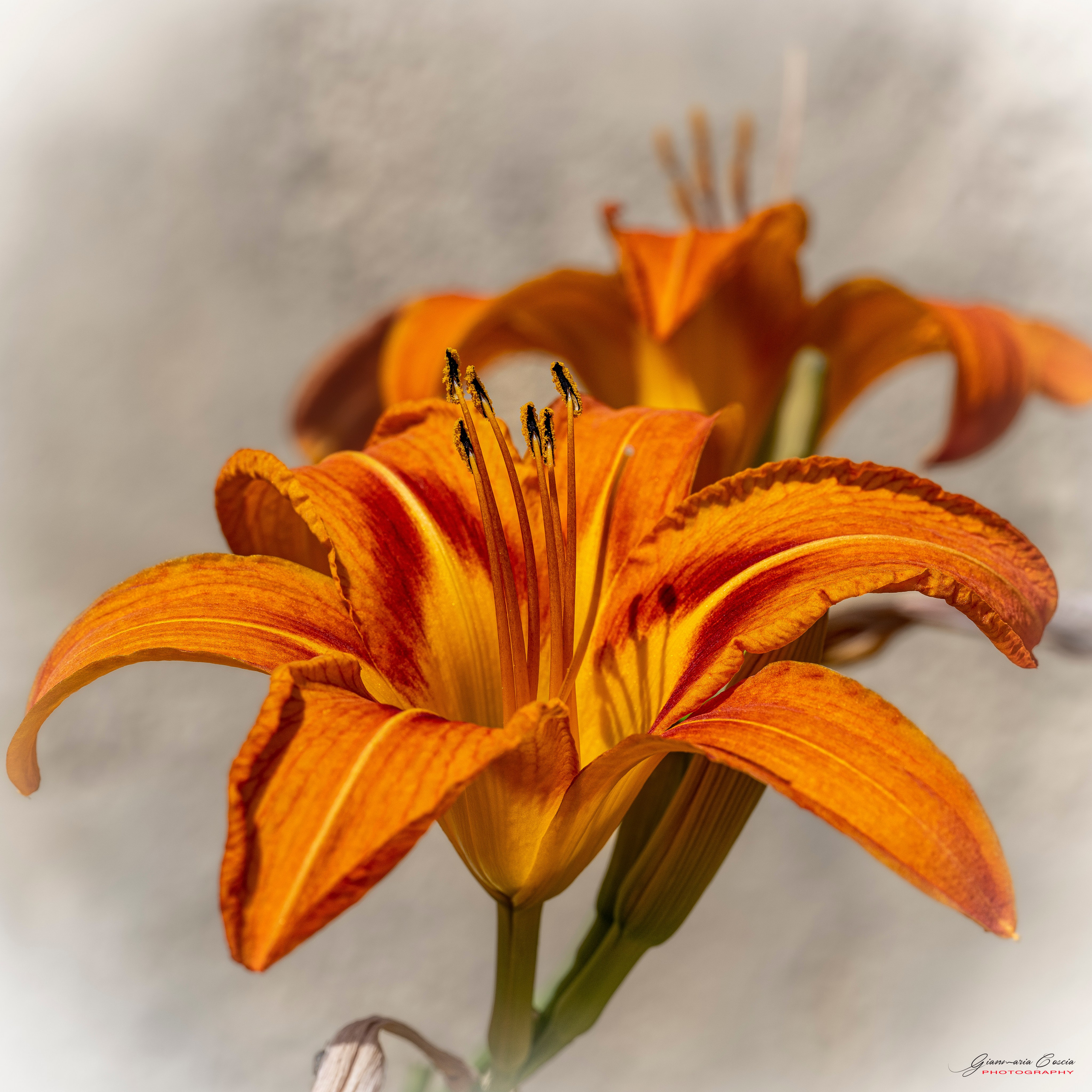 Fiori. “Gianmaria Coscia fotografo per passione”