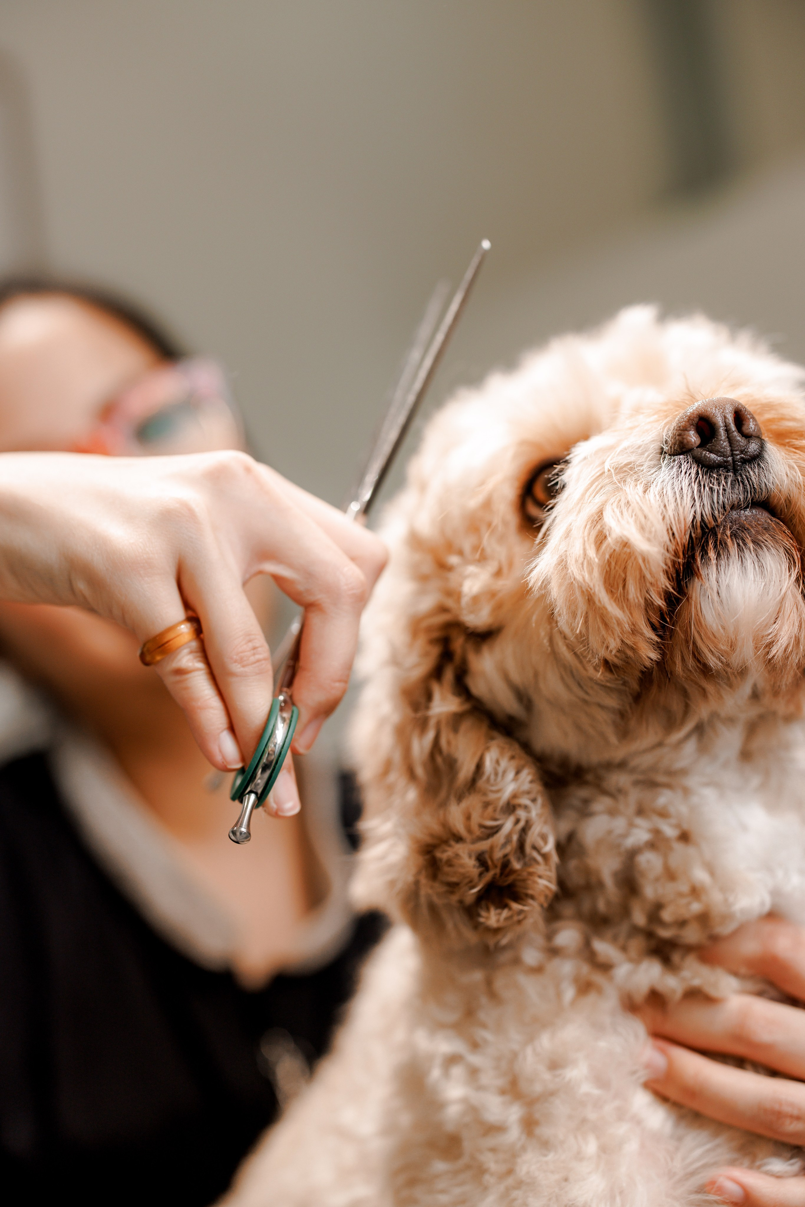 Bark & Bones. Familien- & Hochzeitsfotografin Schweiz. Valeria Diaz in Zürich und Umgebung
