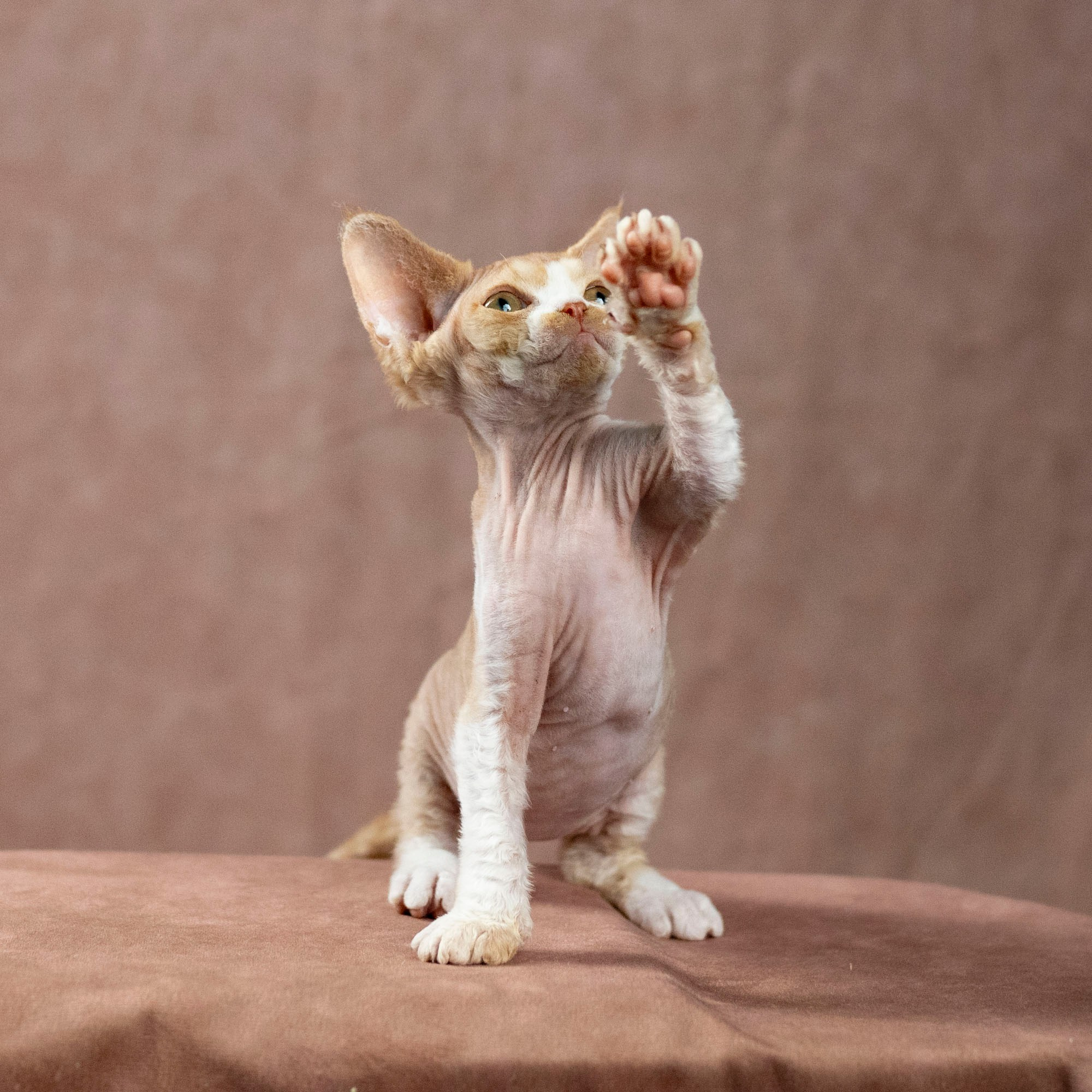 Dobby, boy. Devon Rex Pixie Cattery